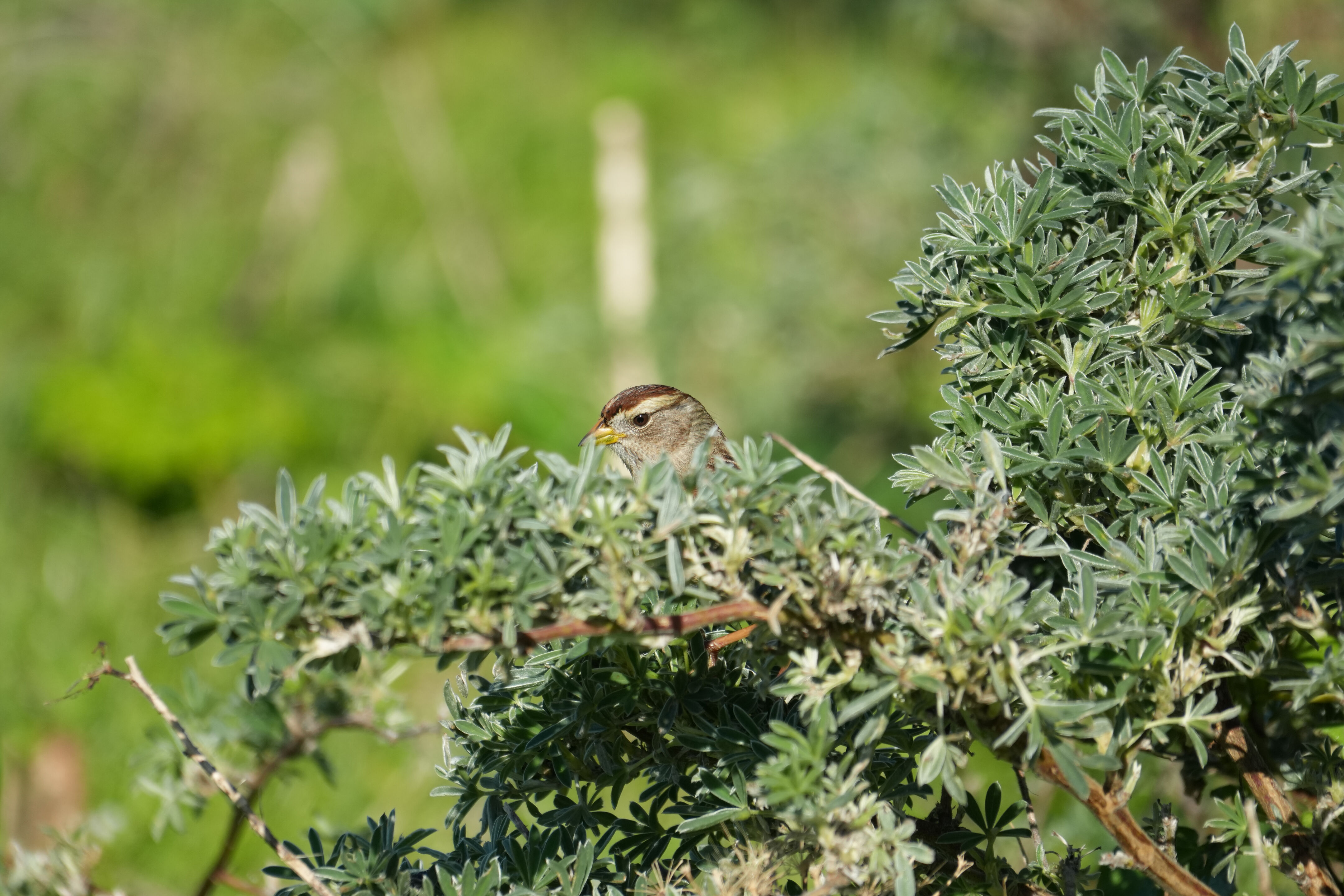 Point Reyes National Seashore - Tomales Point Trail
