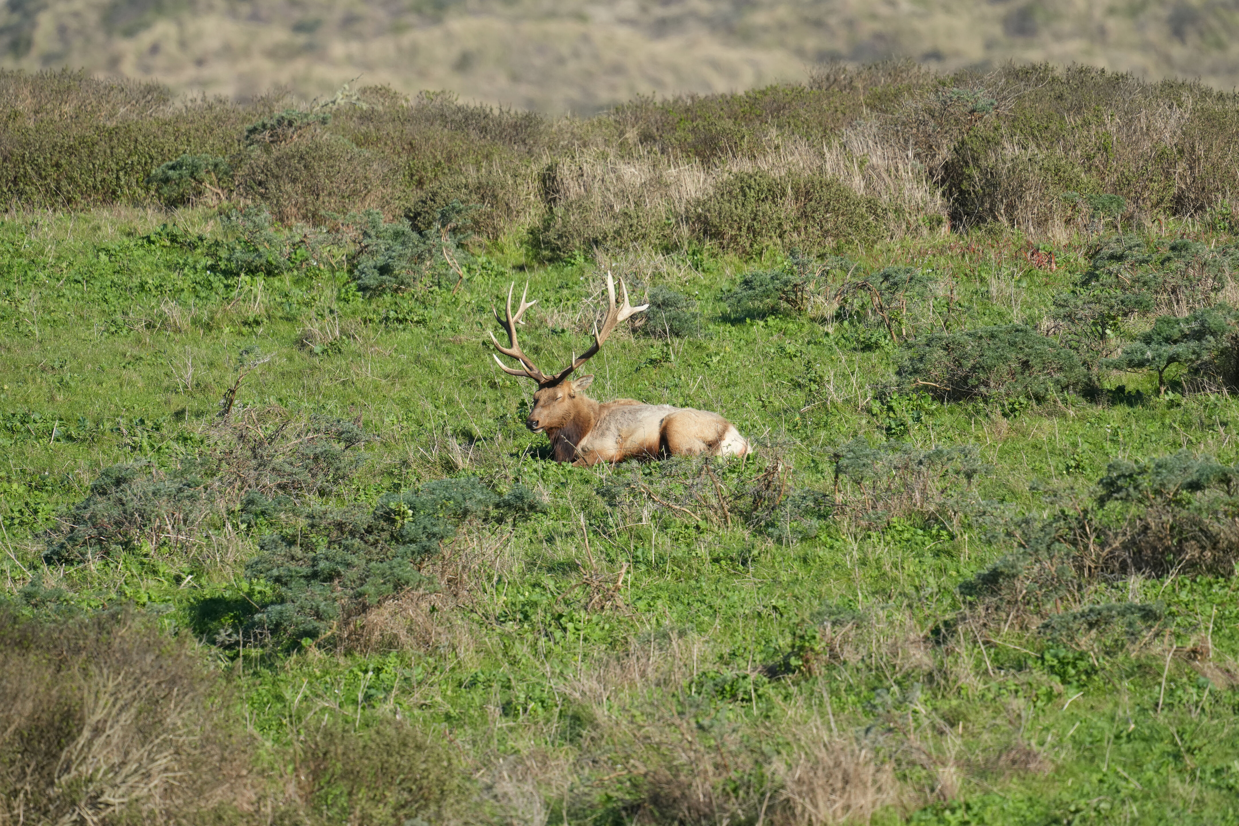 Point Reyes National Seashore - Tomales Point Trail