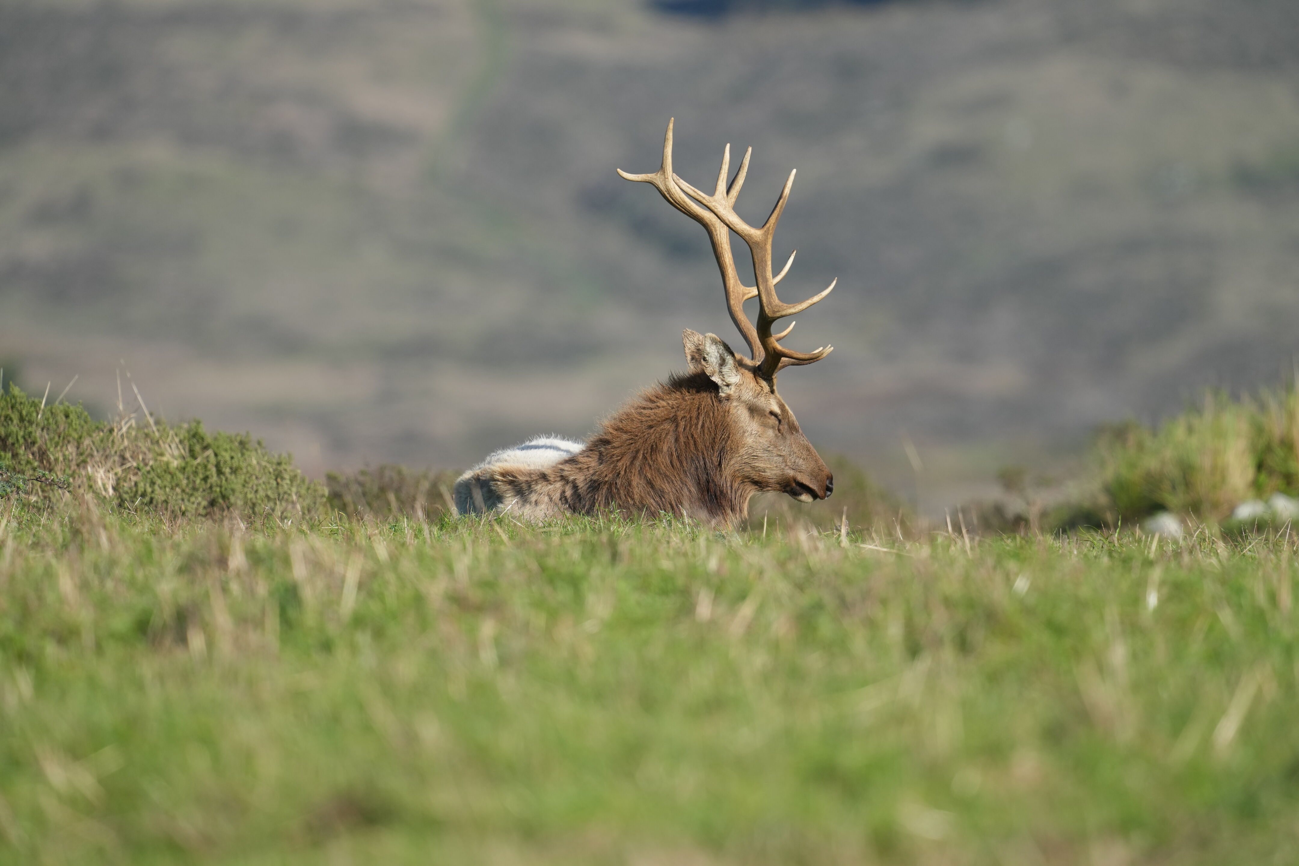 Point Reyes National Seashore - Tomales Point Trail