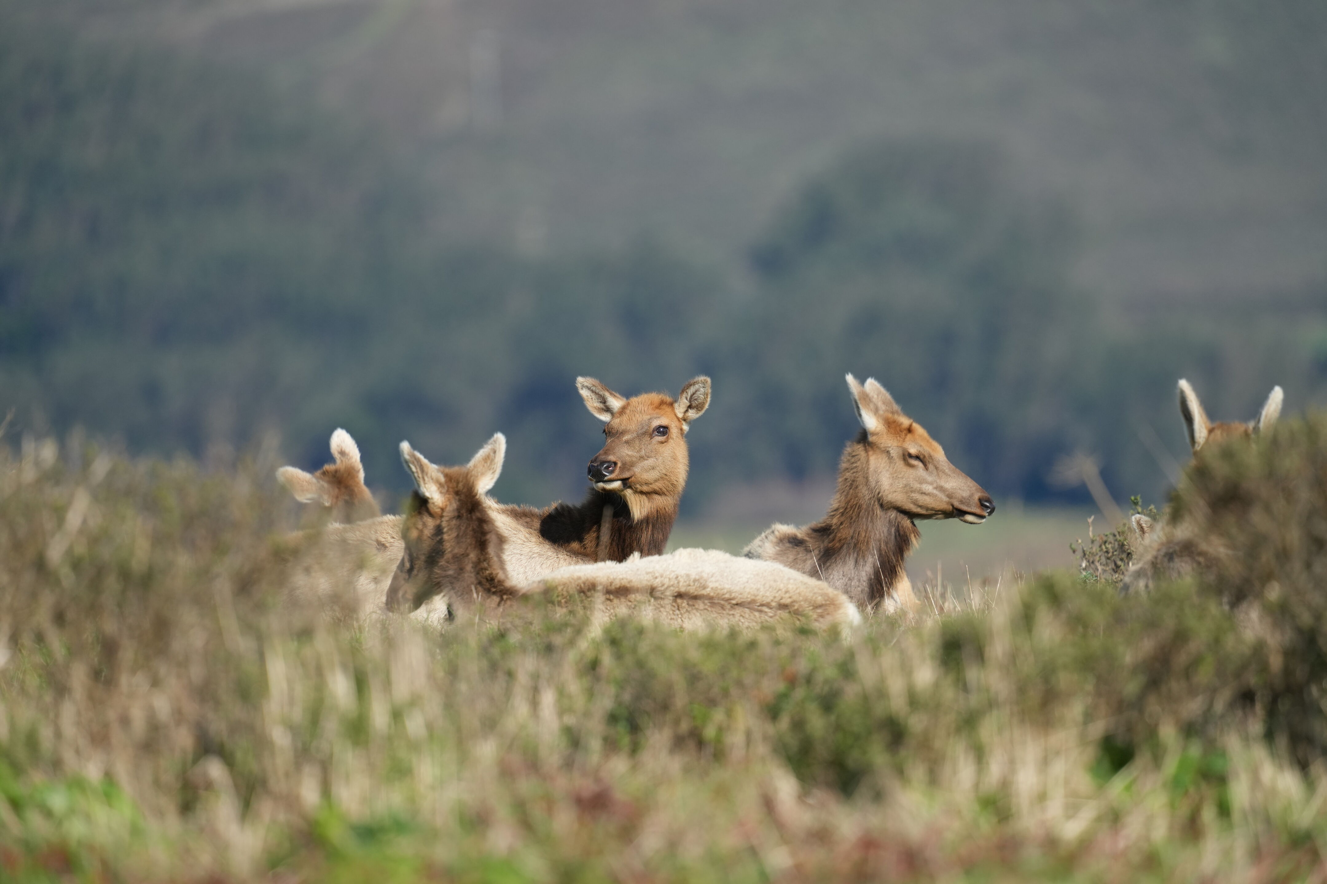Point Reyes National Seashore - Tomales Point Trail