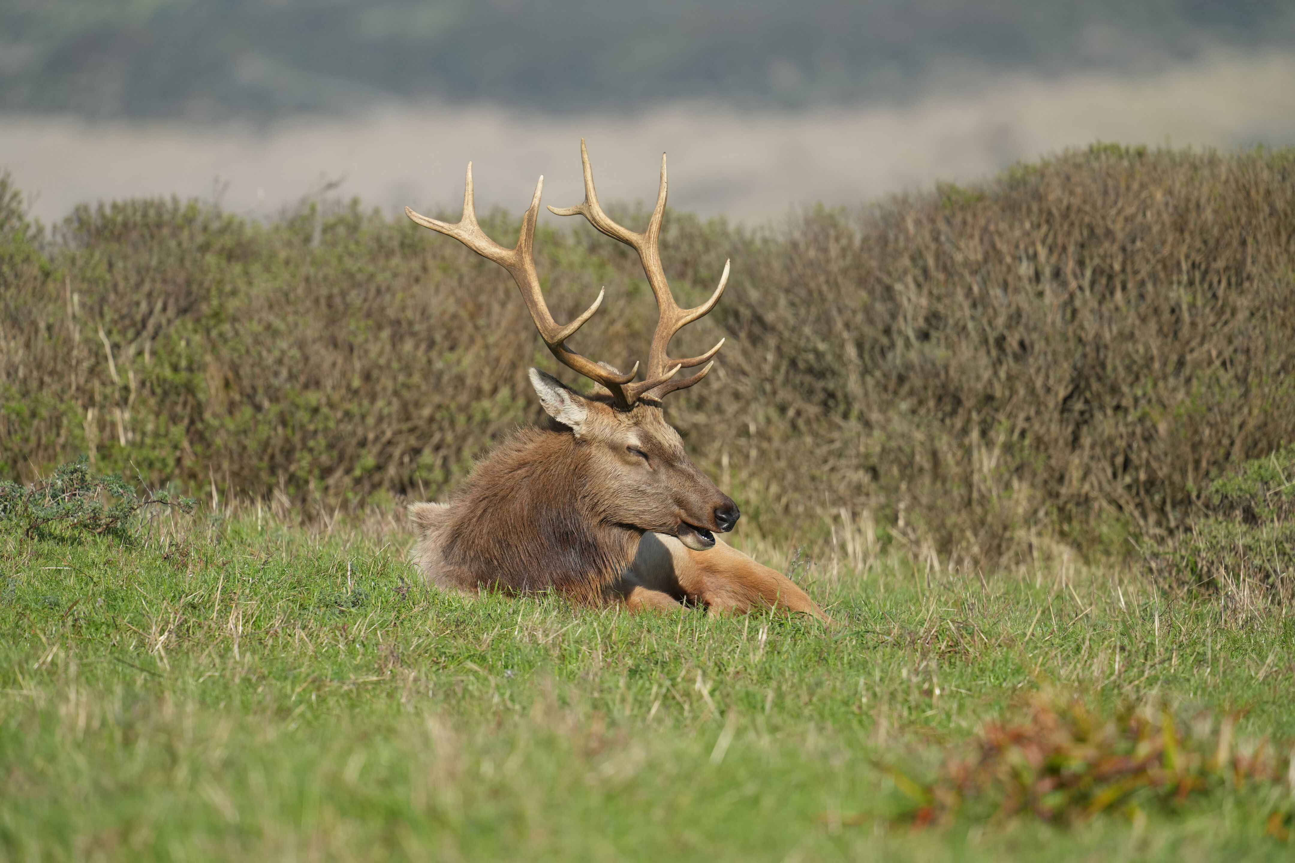 Point Reyes National Seashore - Tomales Point Trail