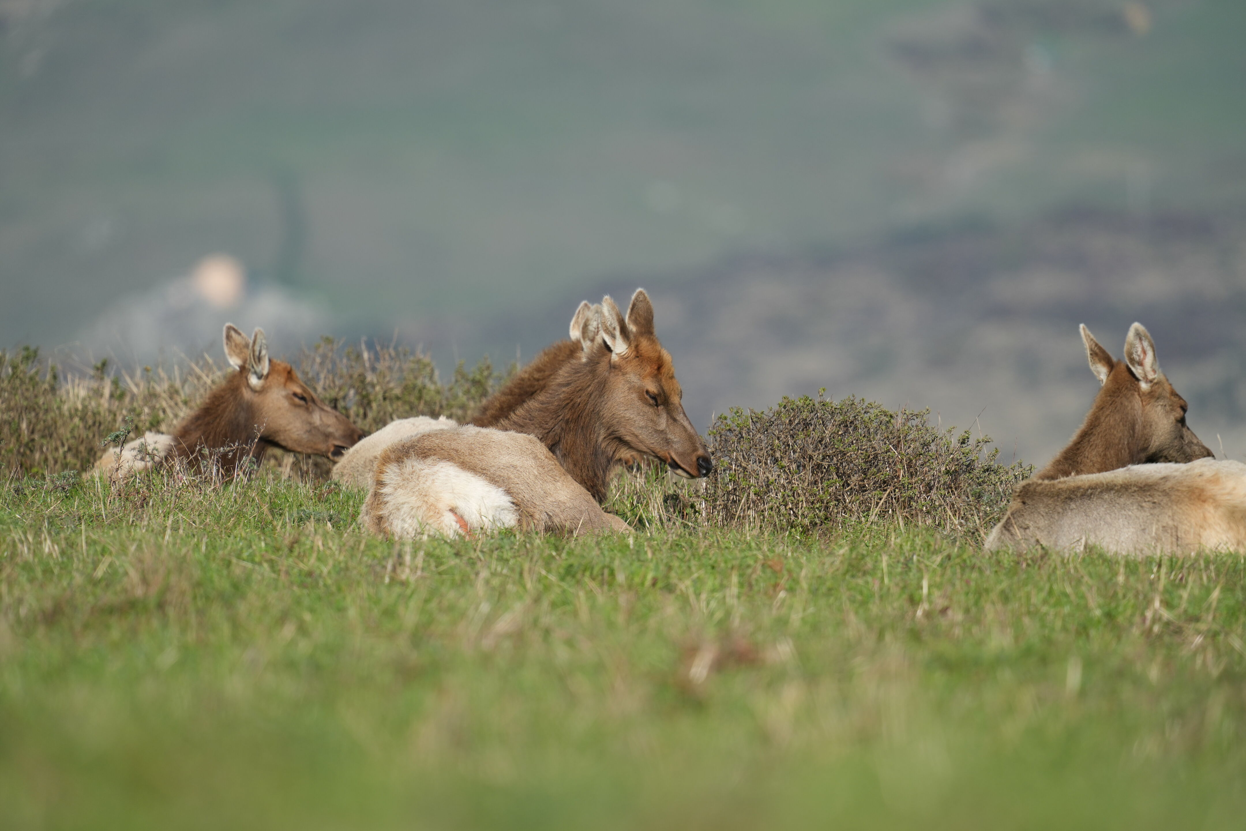 Point Reyes National Seashore - Tomales Point Trail
