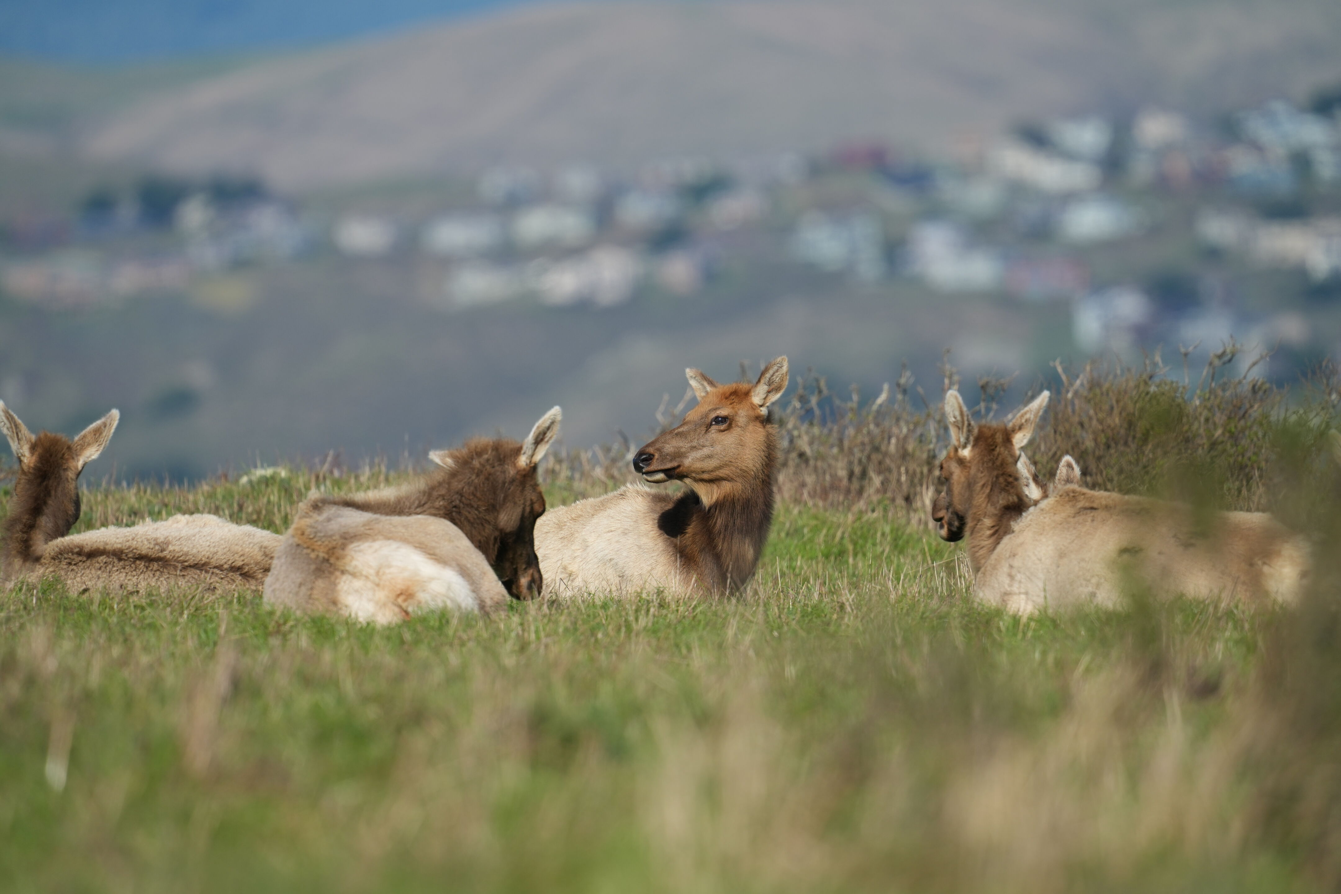 Point Reyes National Seashore - Tomales Point Trail