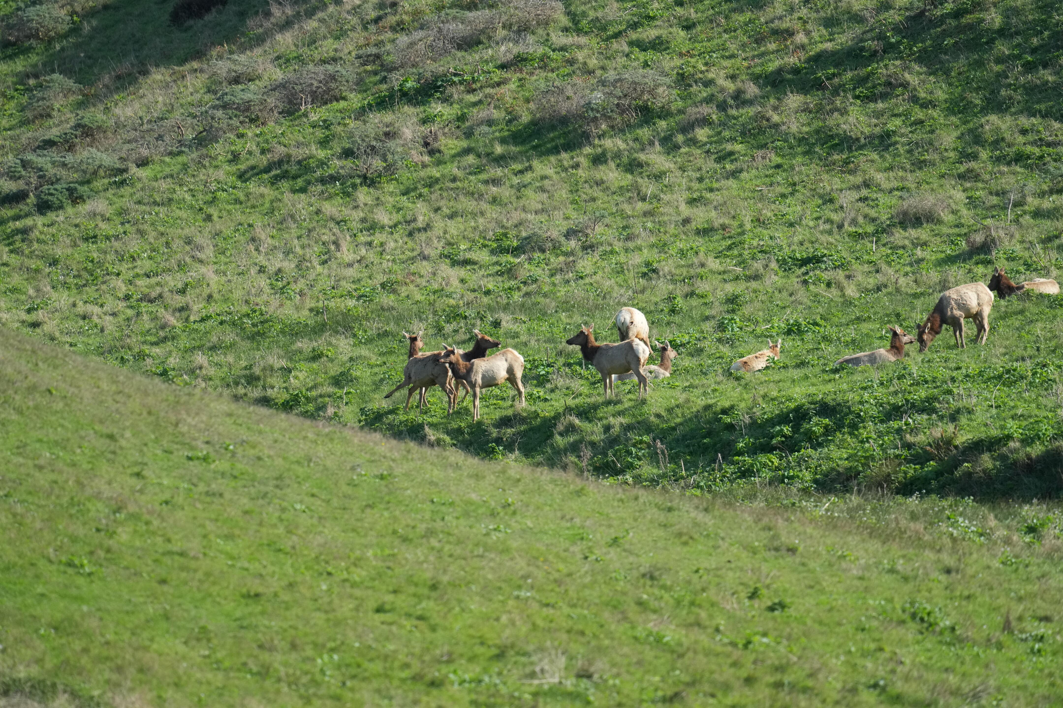 Point Reyes National Seashore - Tomales Point Trail
