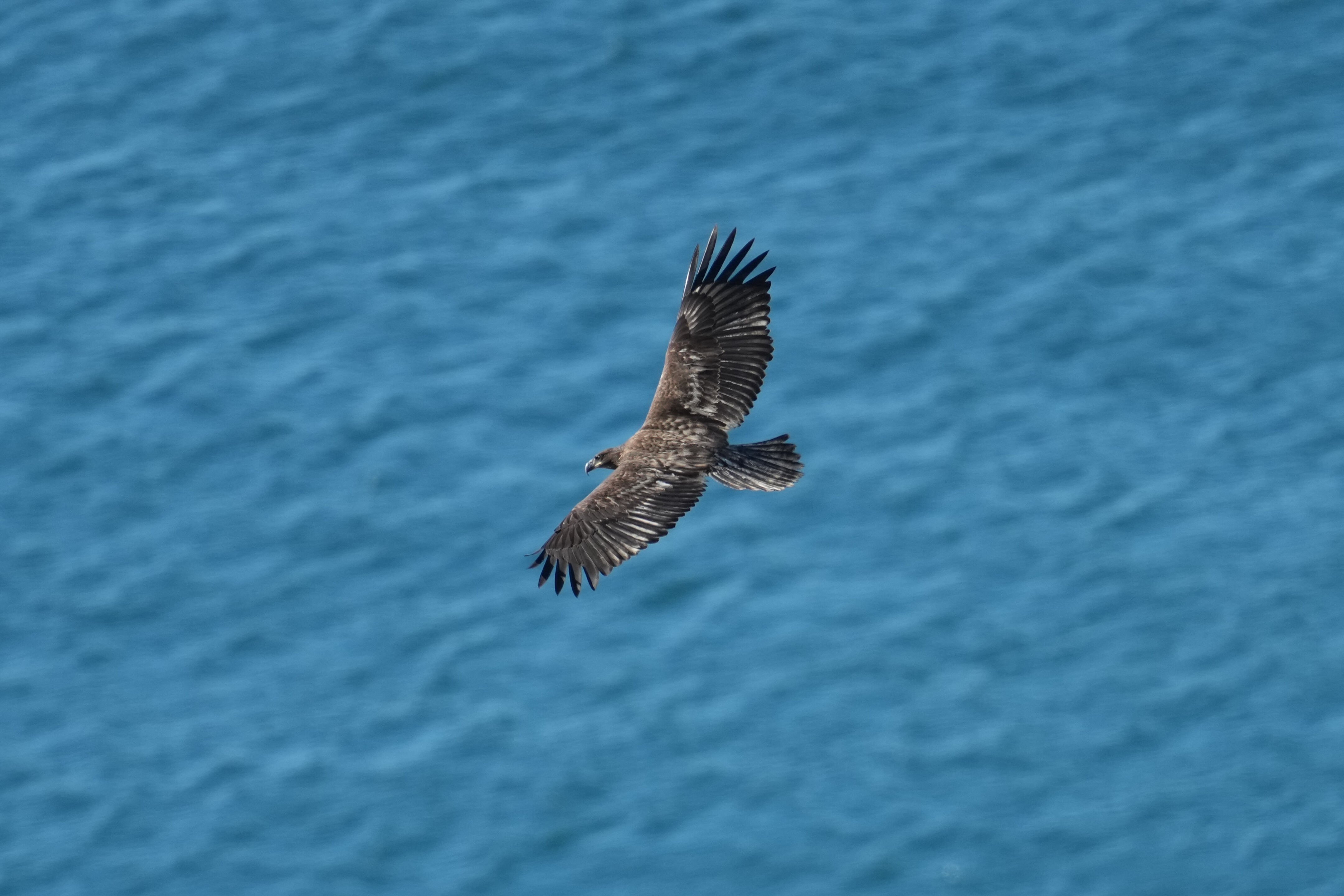 Point Reyes National Seashore - Tomales Point Trail