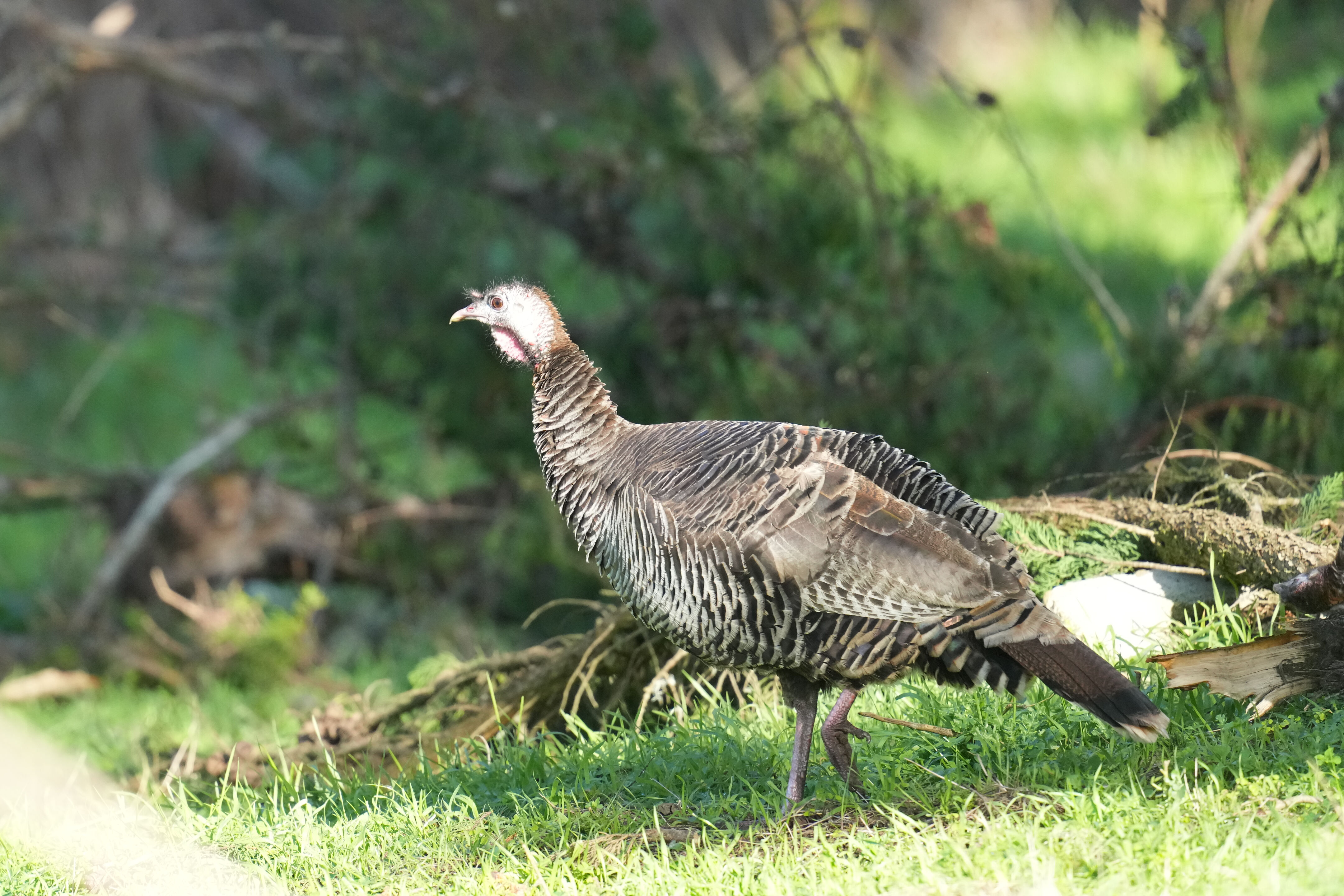 Point Reyes National Seashore - Tomales Point Trail