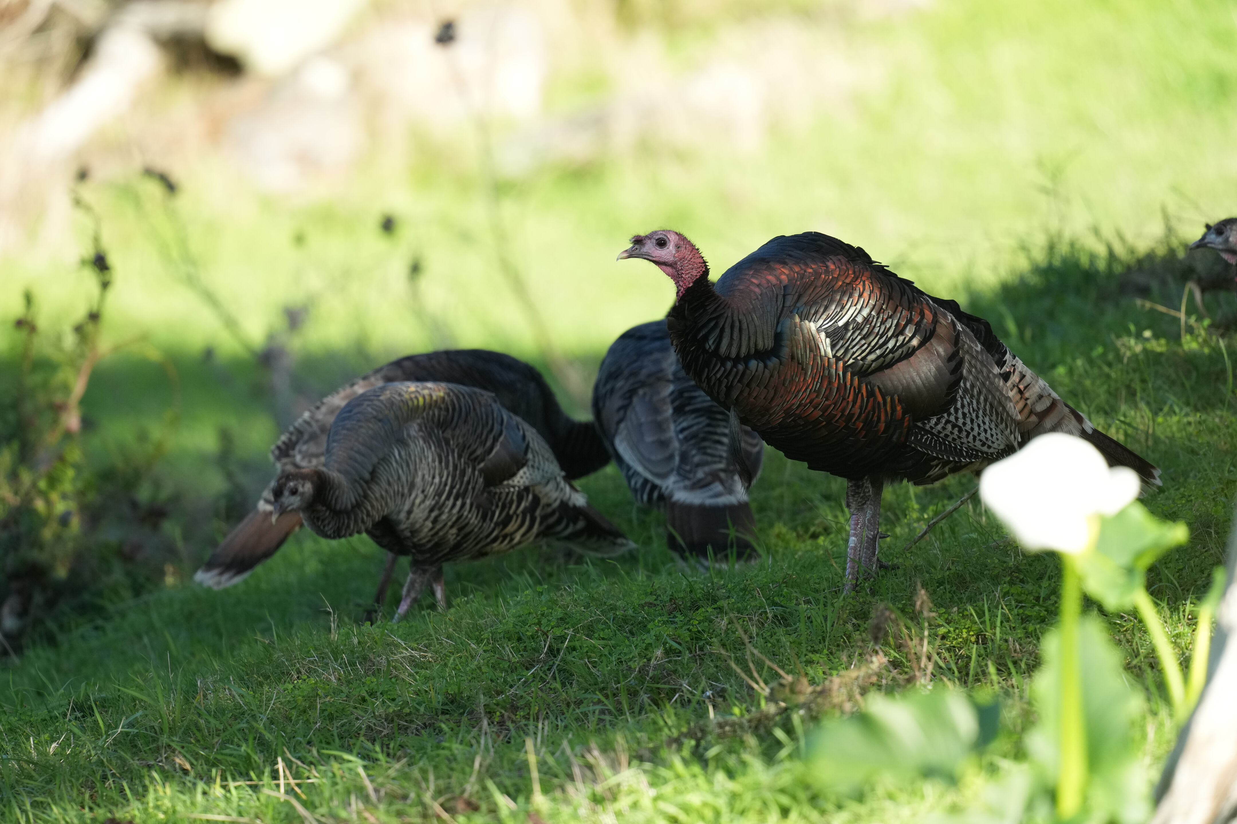 Point Reyes National Seashore - Tomales Point Trail