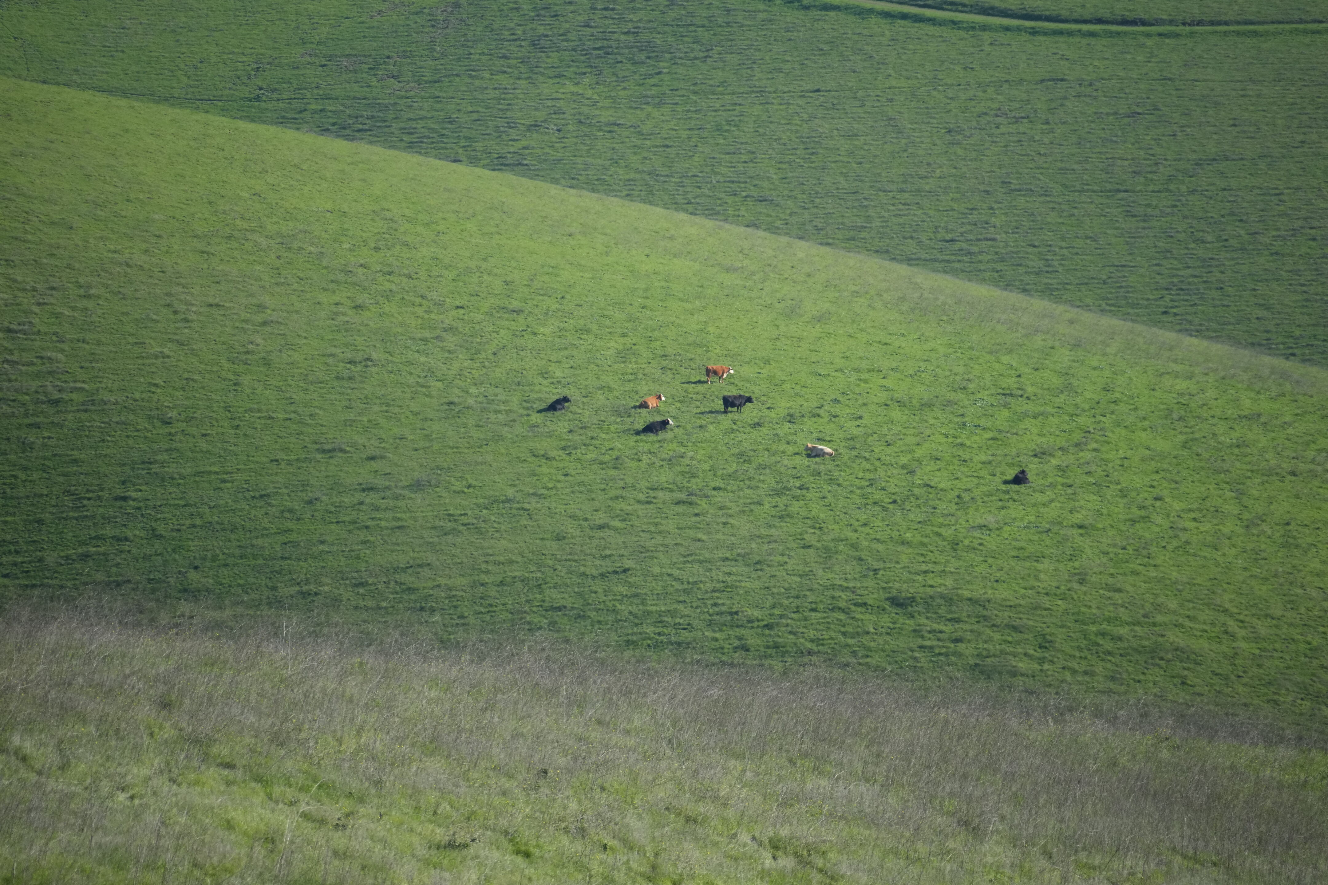Brushy Peak Regional Preserve