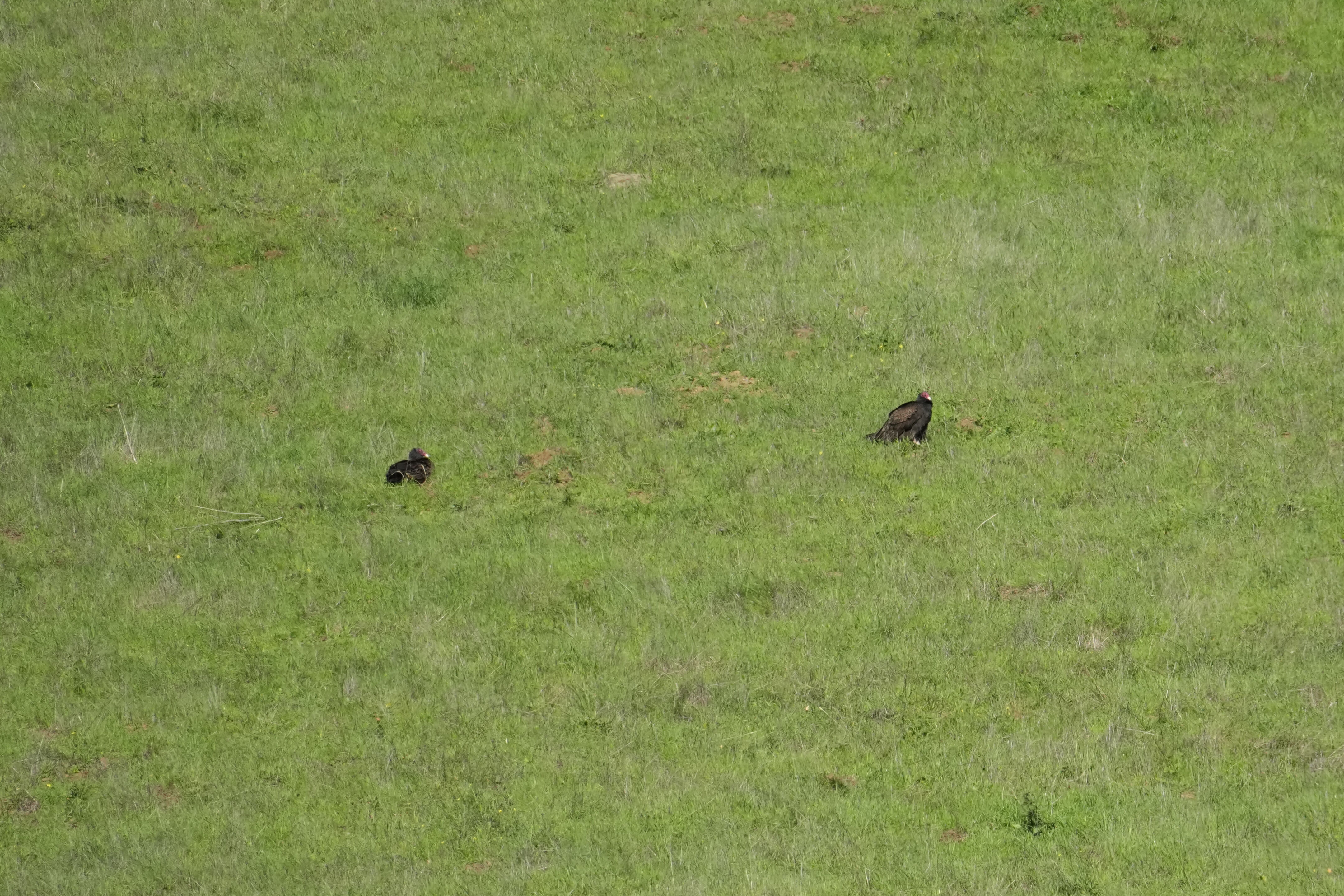 Brushy Peak Regional Preserve