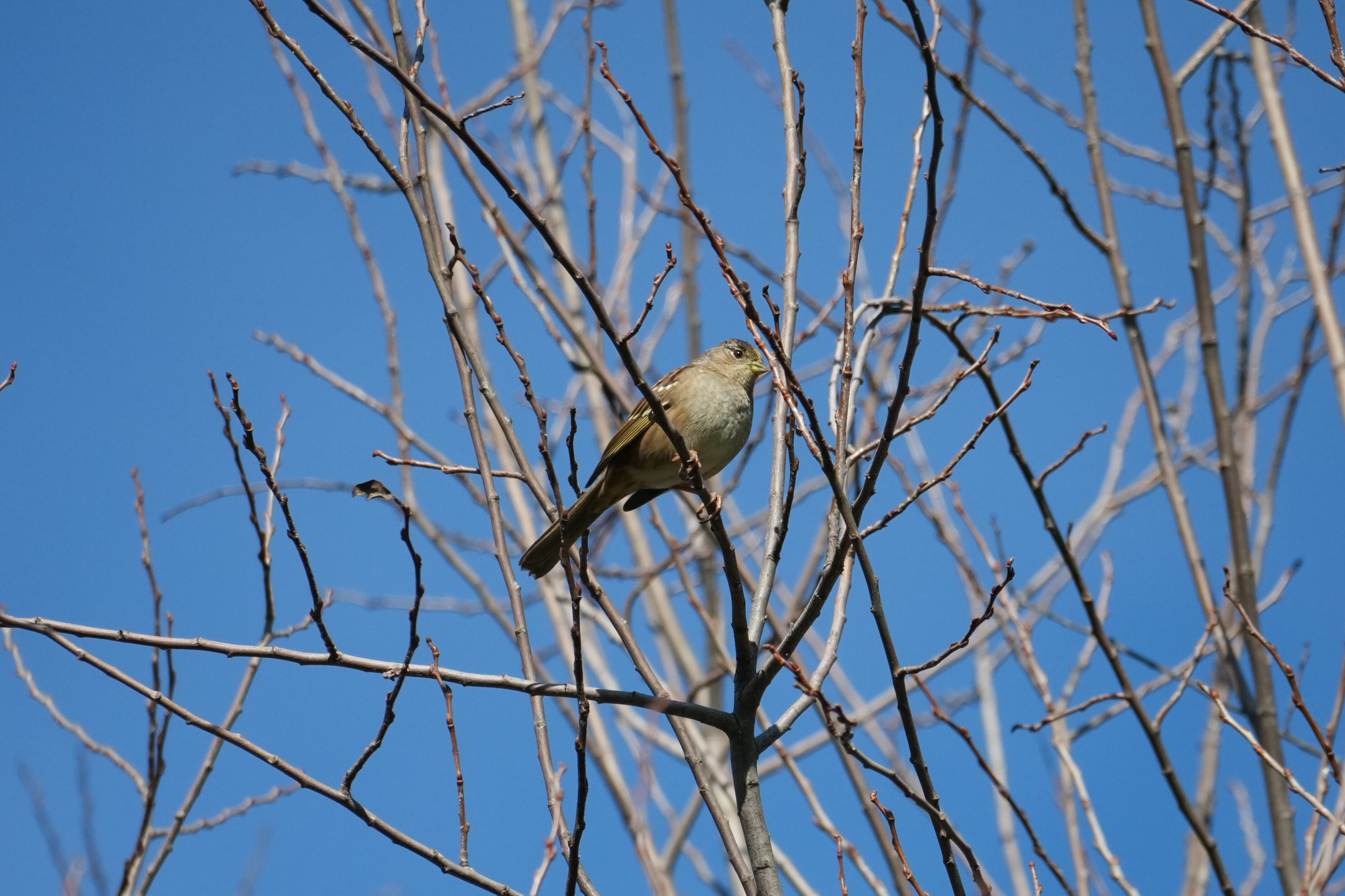Brushy Peak Regional Preserve