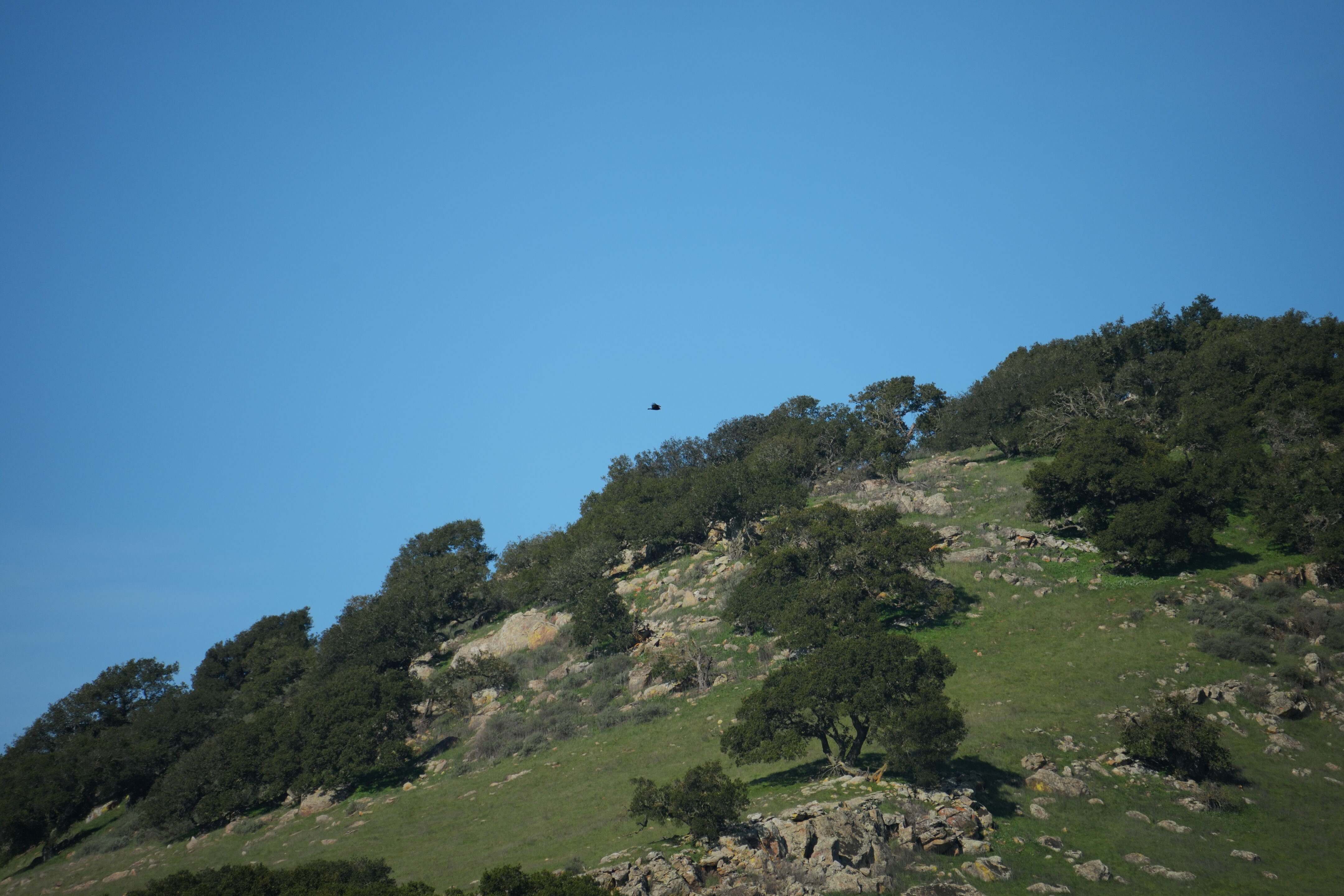Brushy Peak Regional Preserve