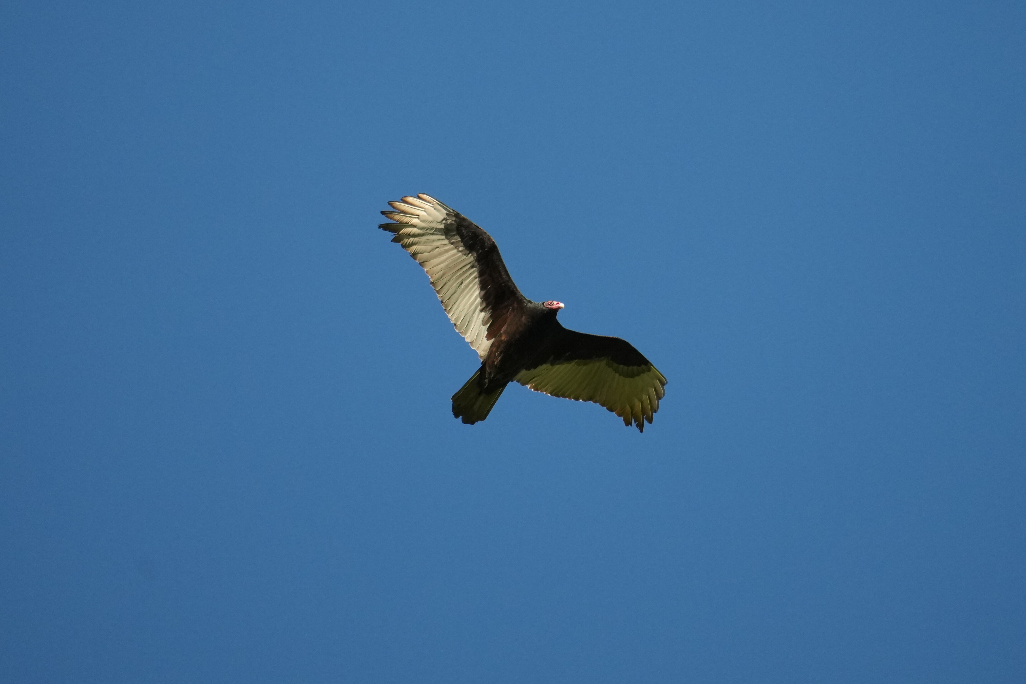 Brushy Peak Regional Preserve