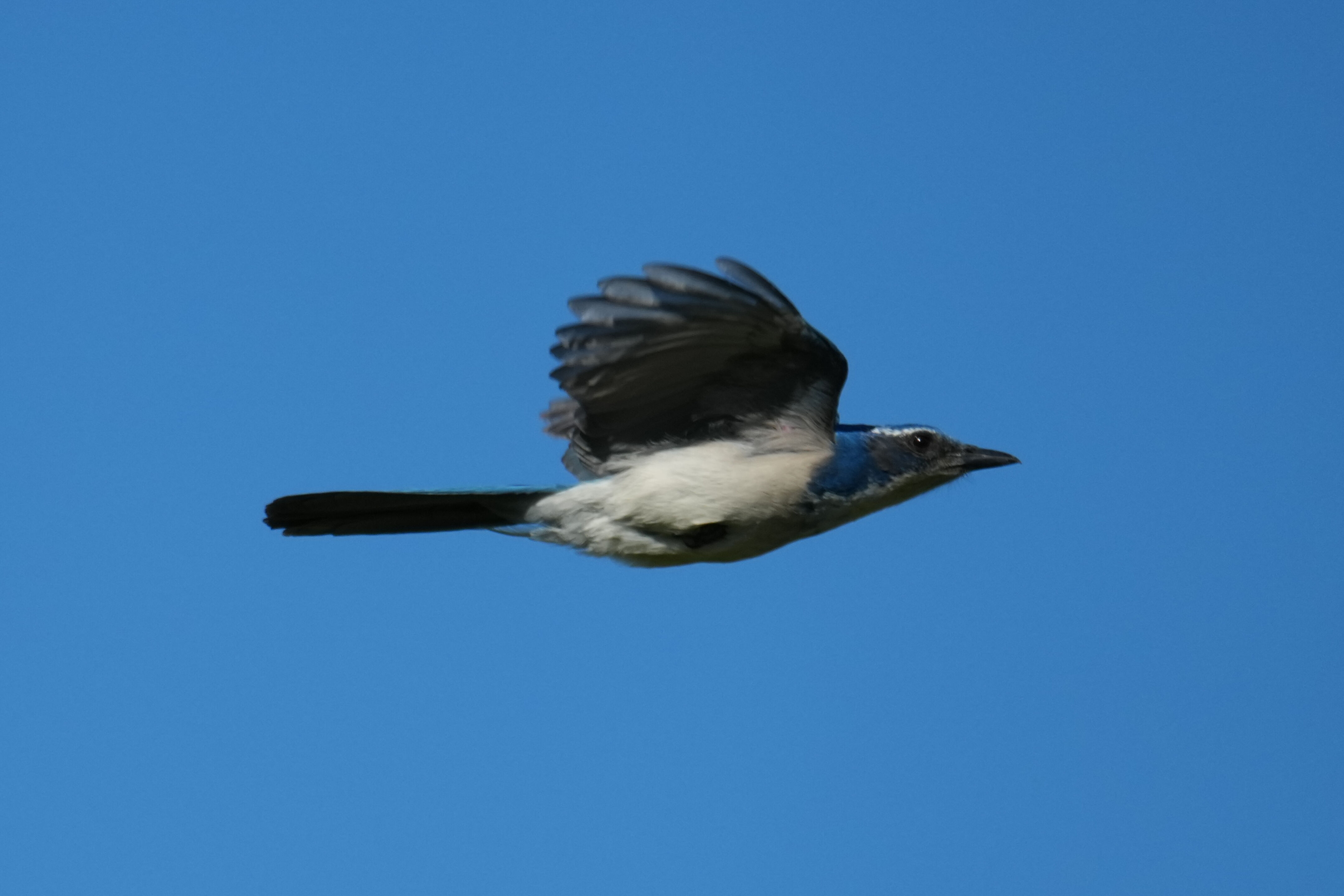 Brushy Peak Regional Preserve