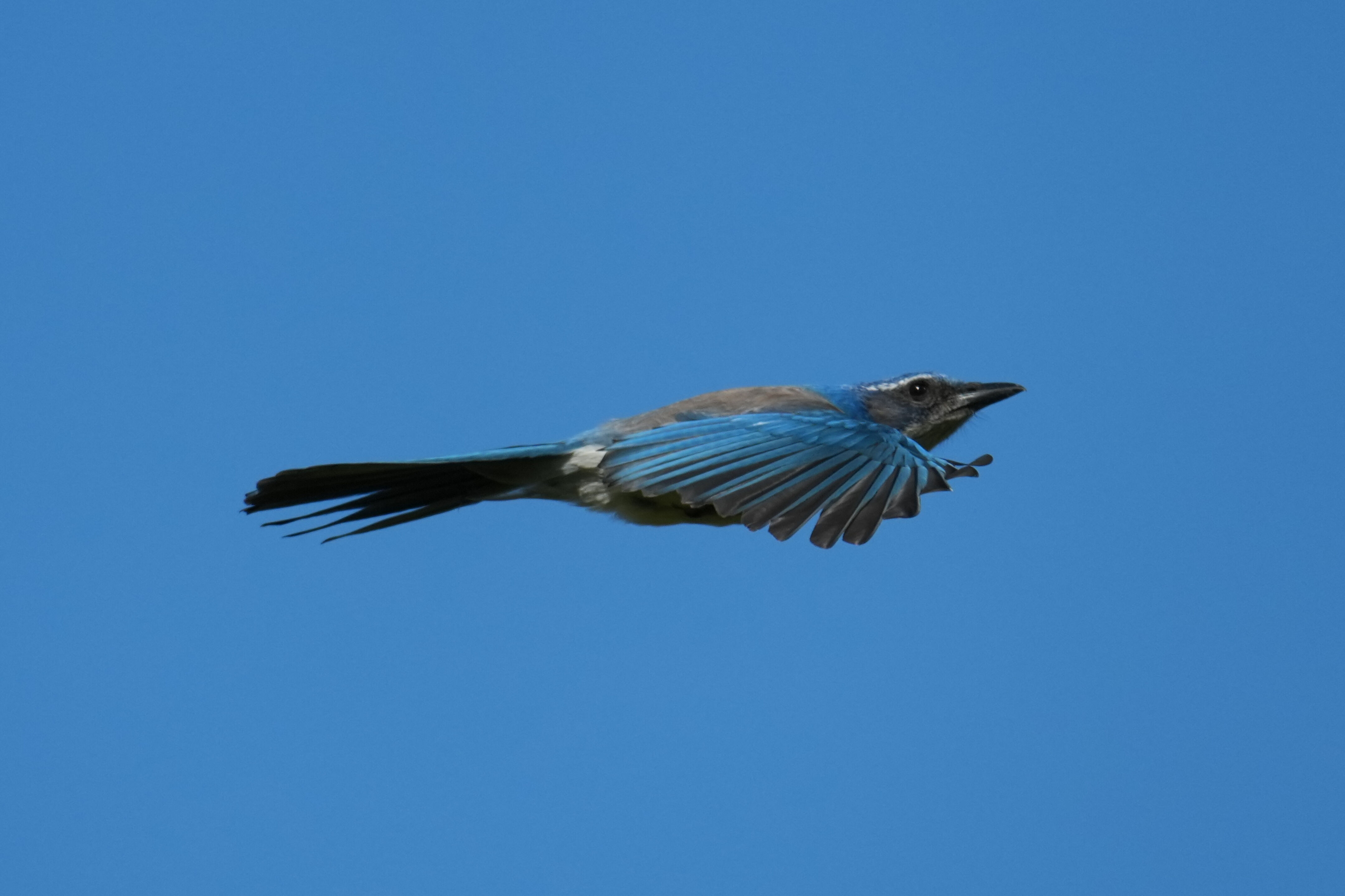 Brushy Peak Regional Preserve