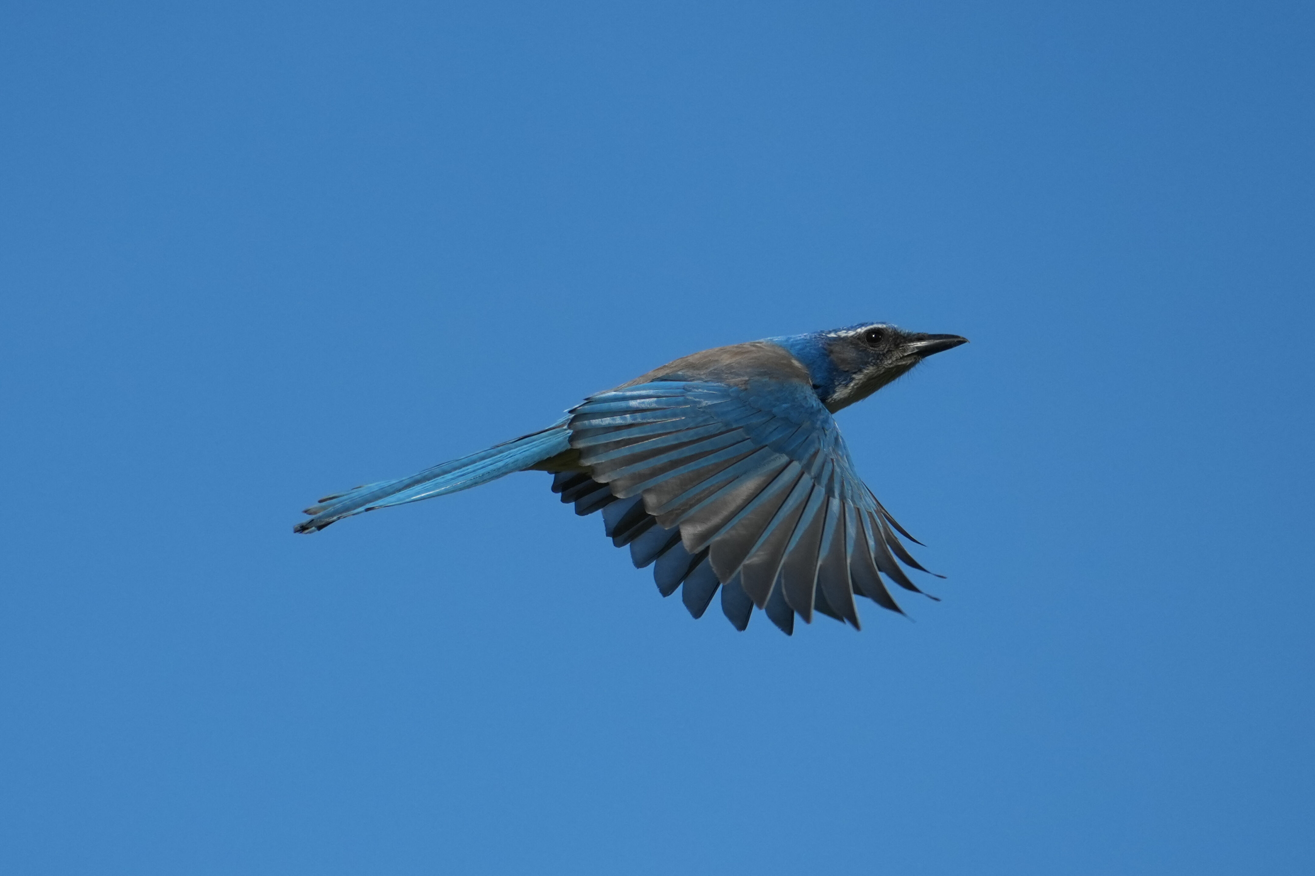 Brushy Peak Regional Preserve