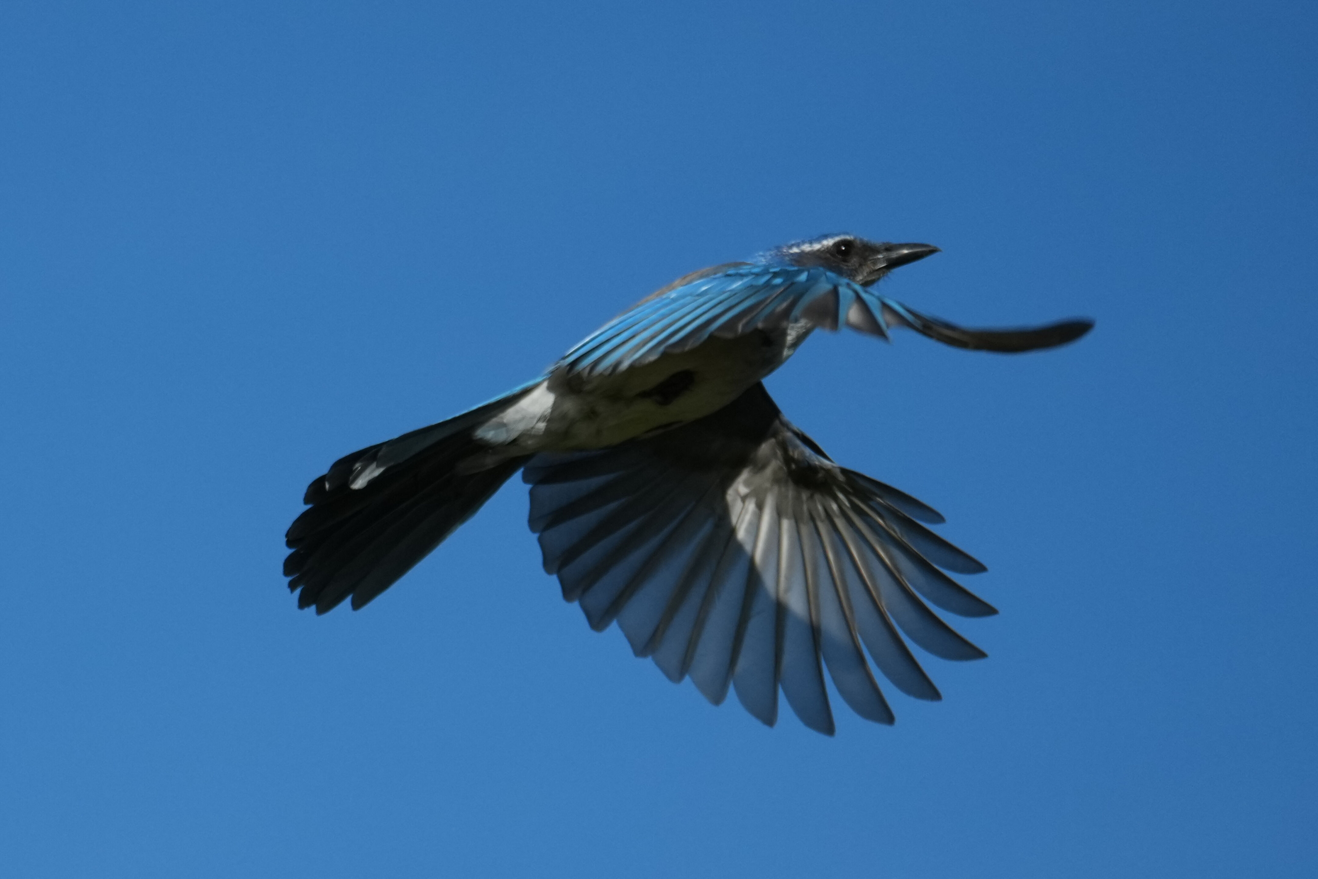 Brushy Peak Regional Preserve