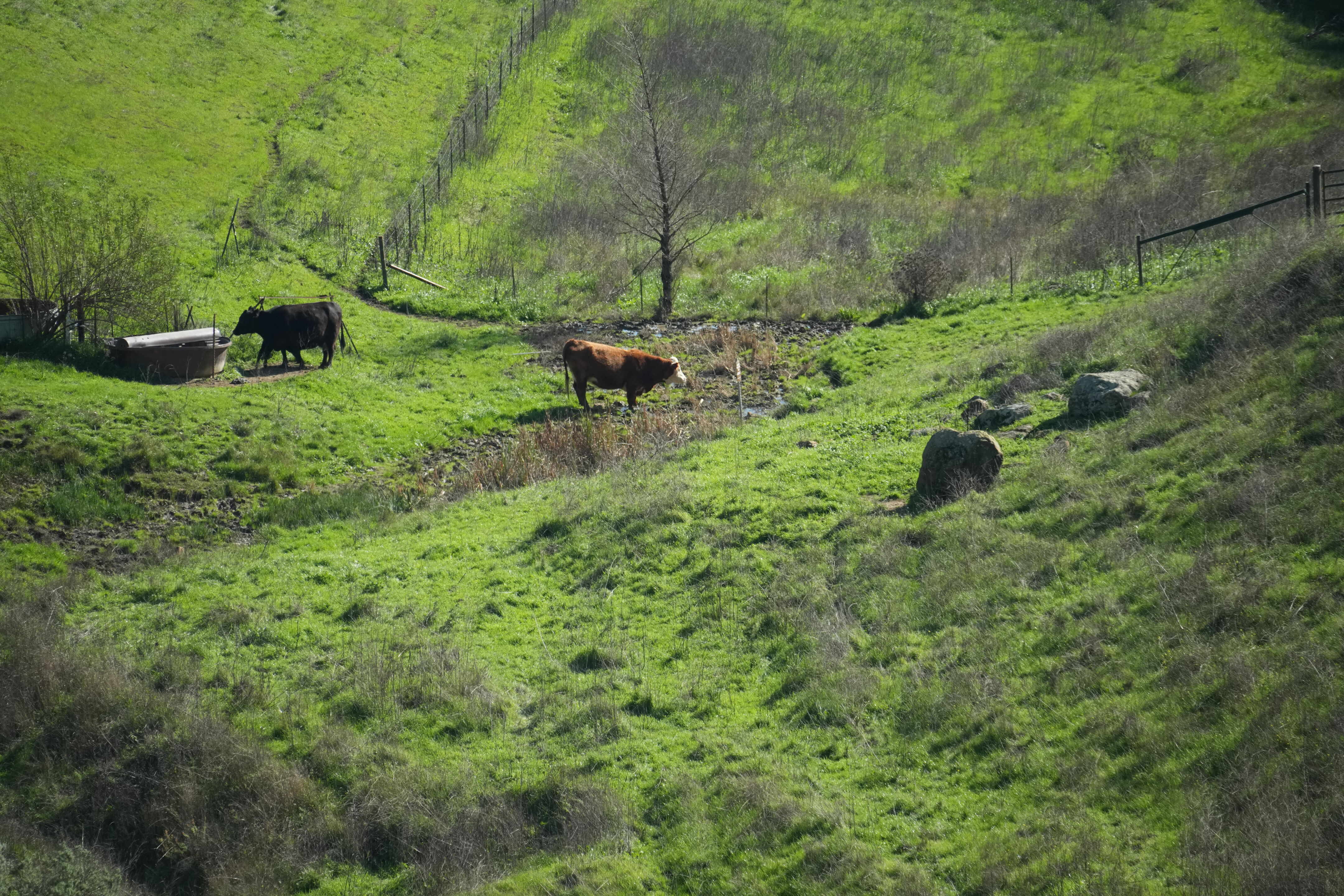 Brushy Peak Regional Preserve