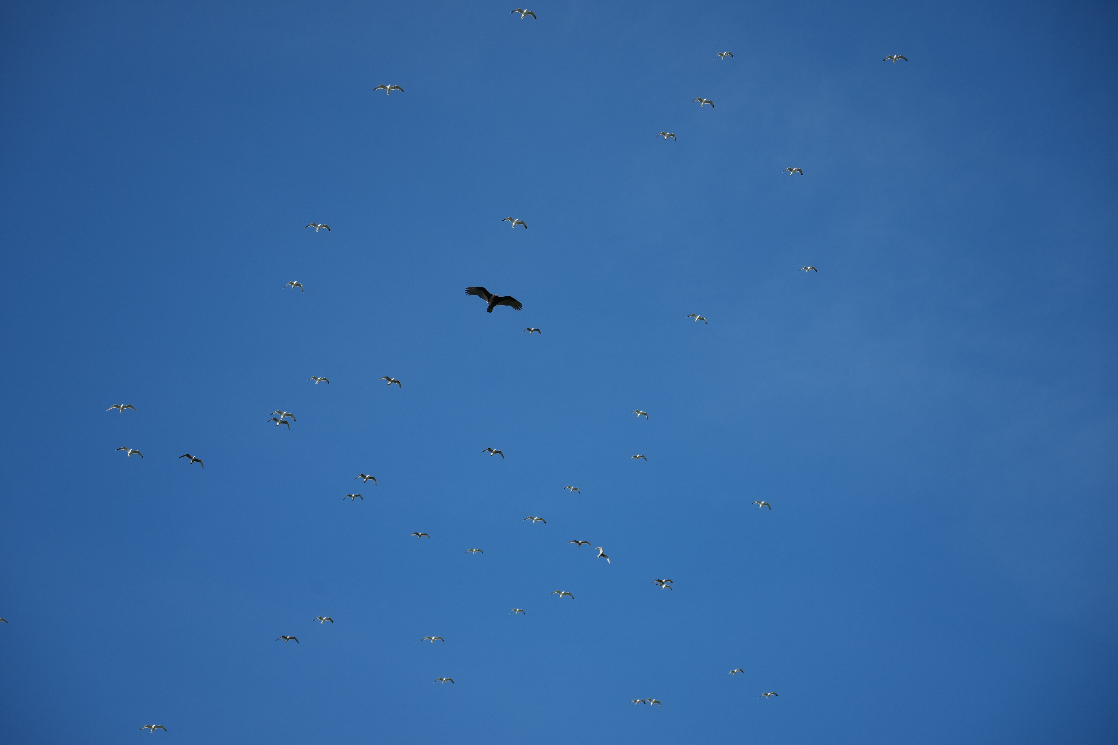 Brushy Peak Regional Preserve