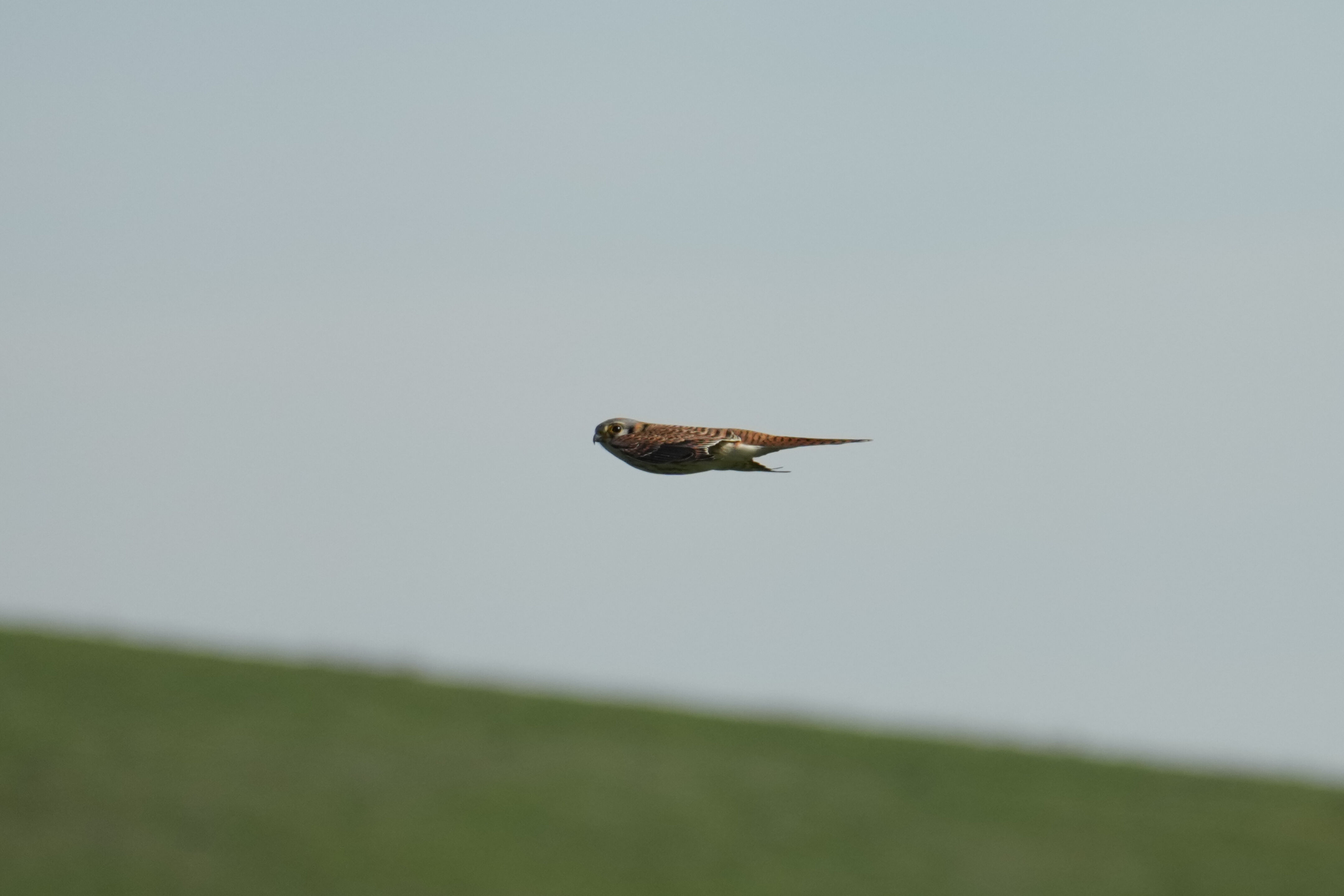 Brushy Peak Regional Preserve