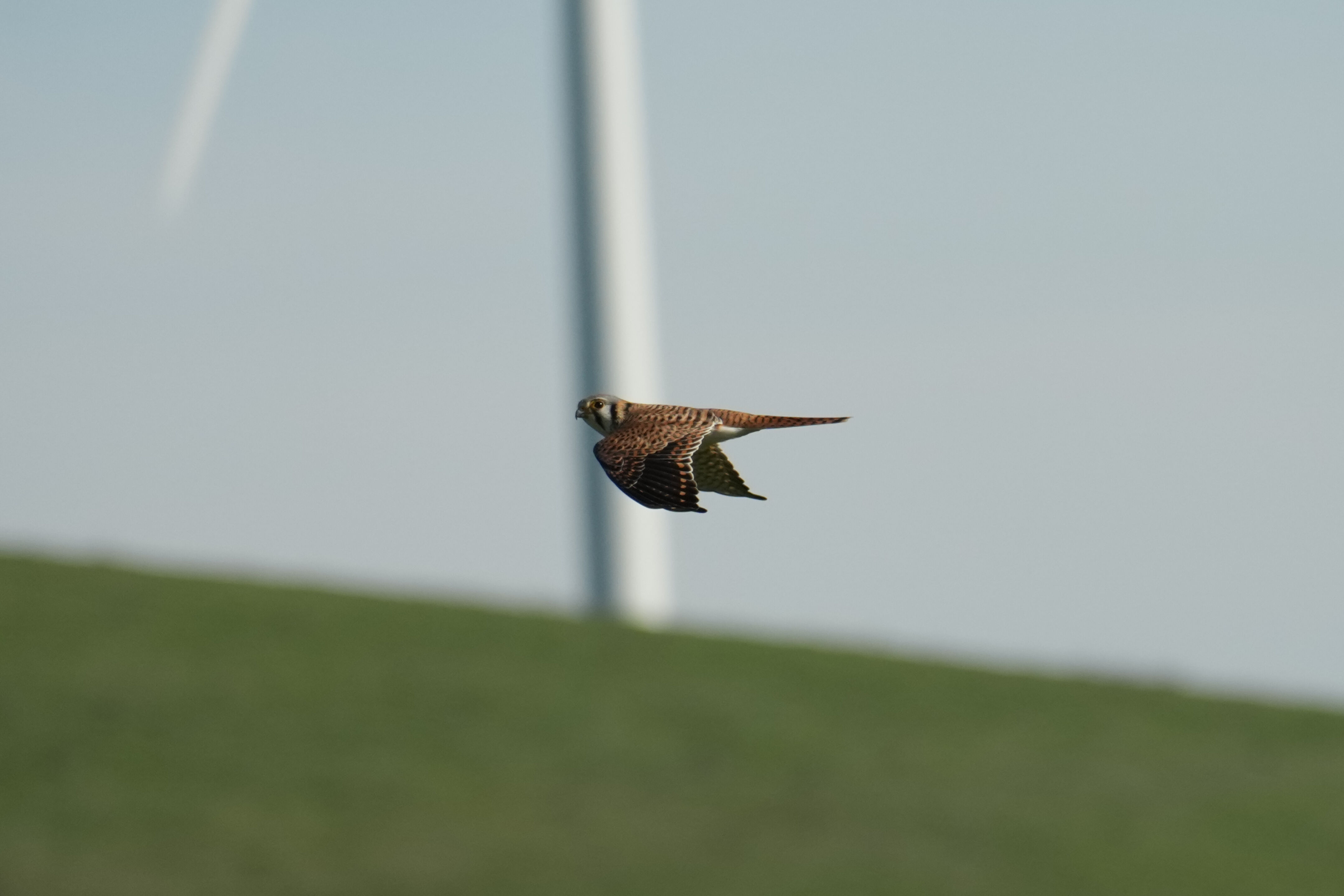 Brushy Peak Regional Preserve