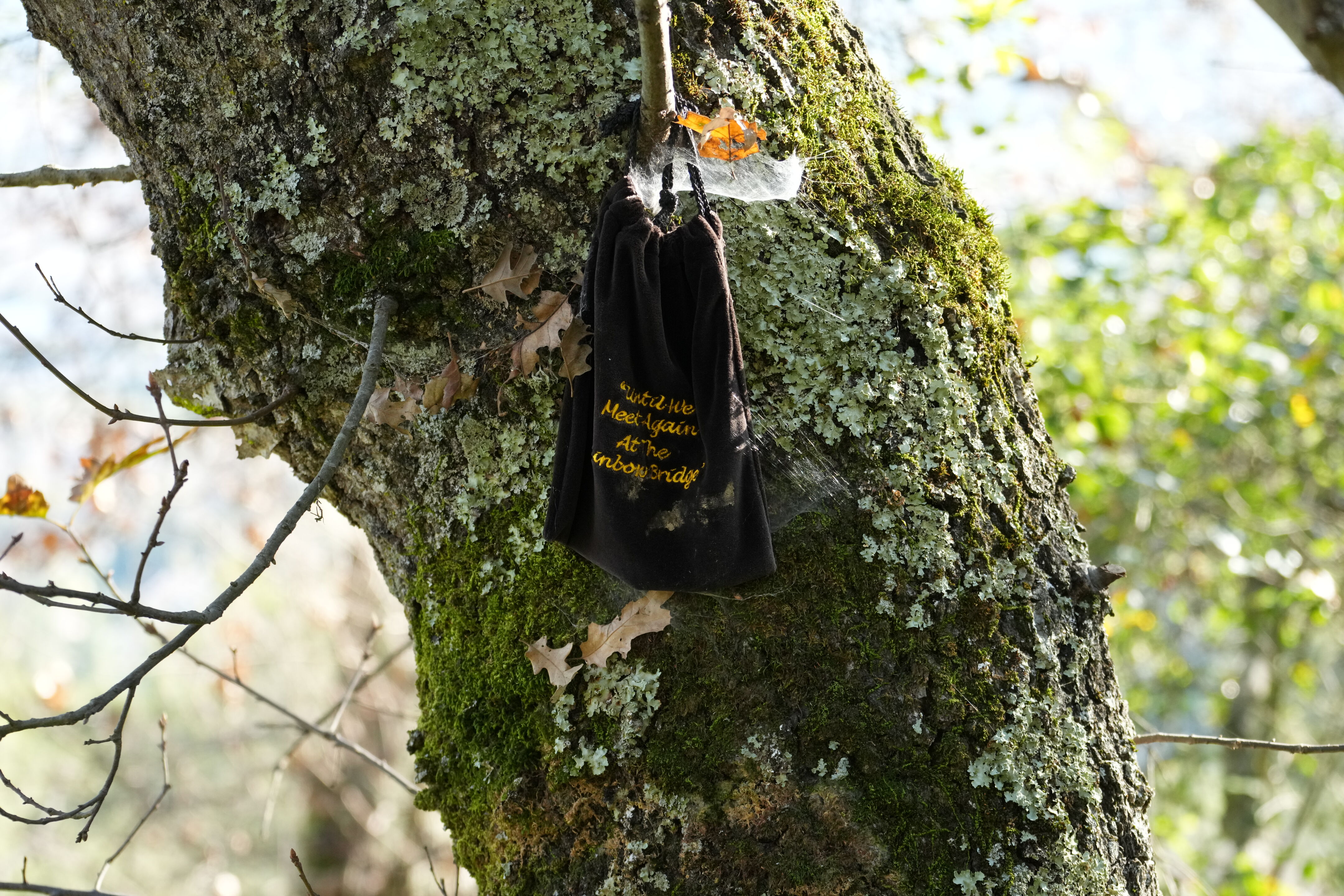 Pleasanton Ridge Regional Park