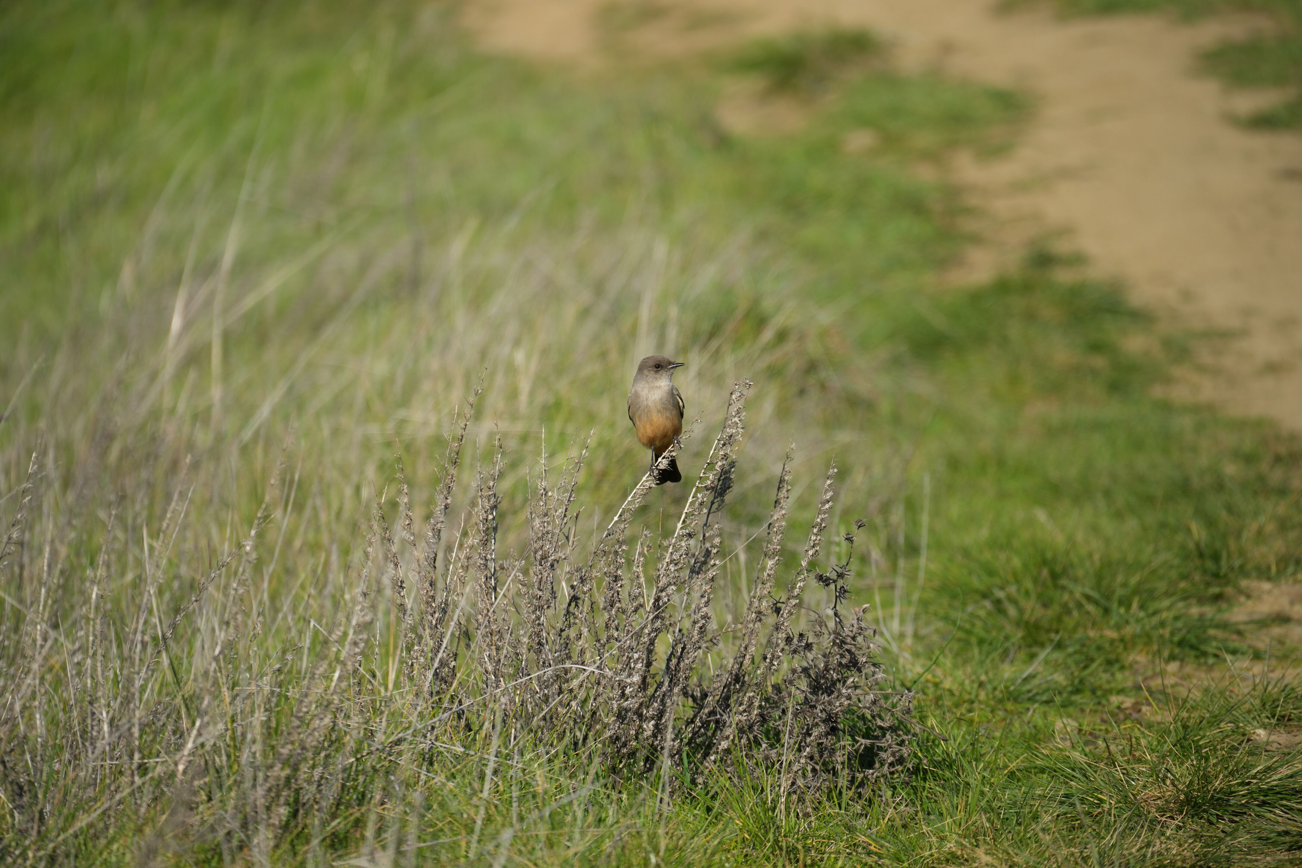 Pleasanton Ridge Regional Park