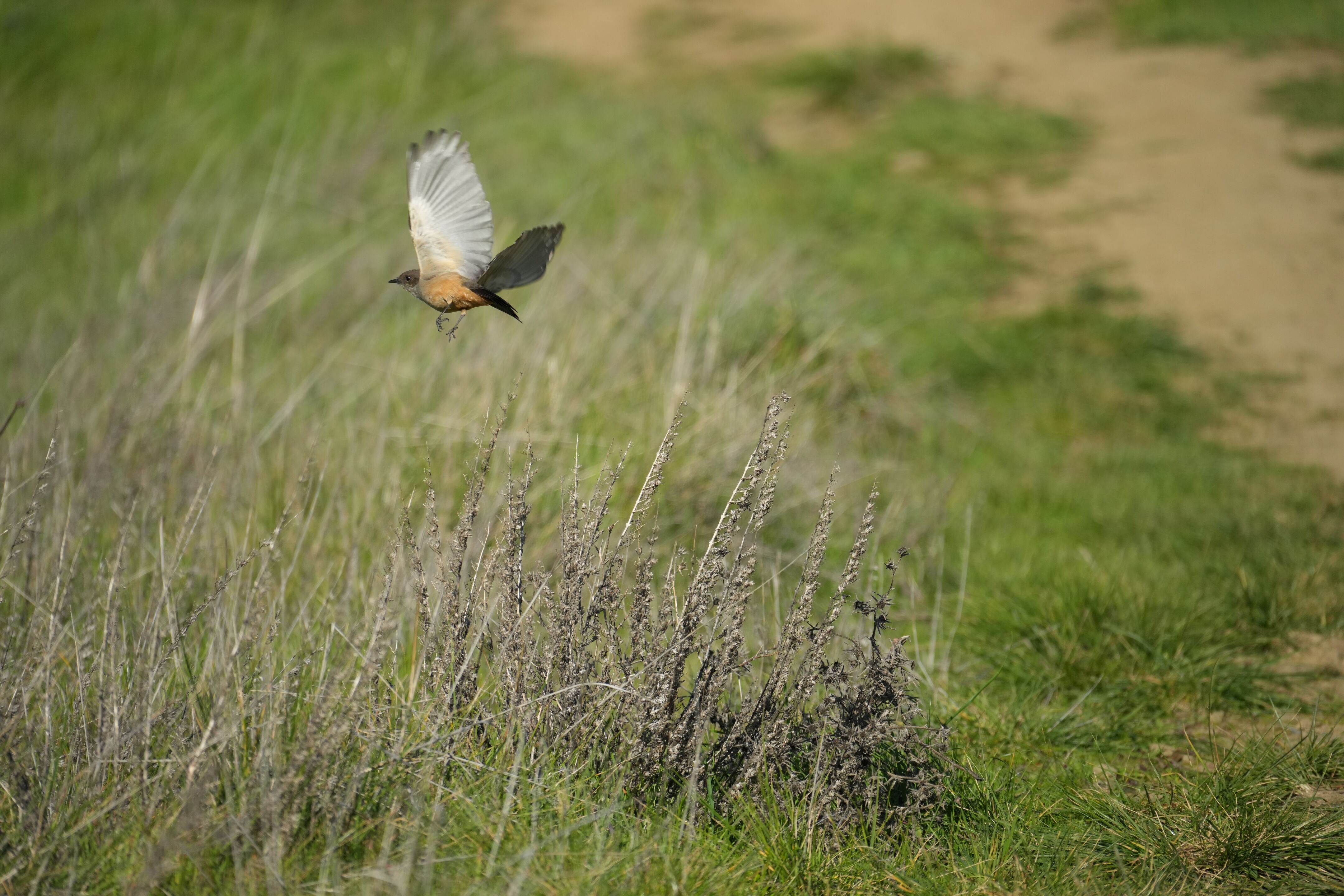 Pleasanton Ridge Regional Park
