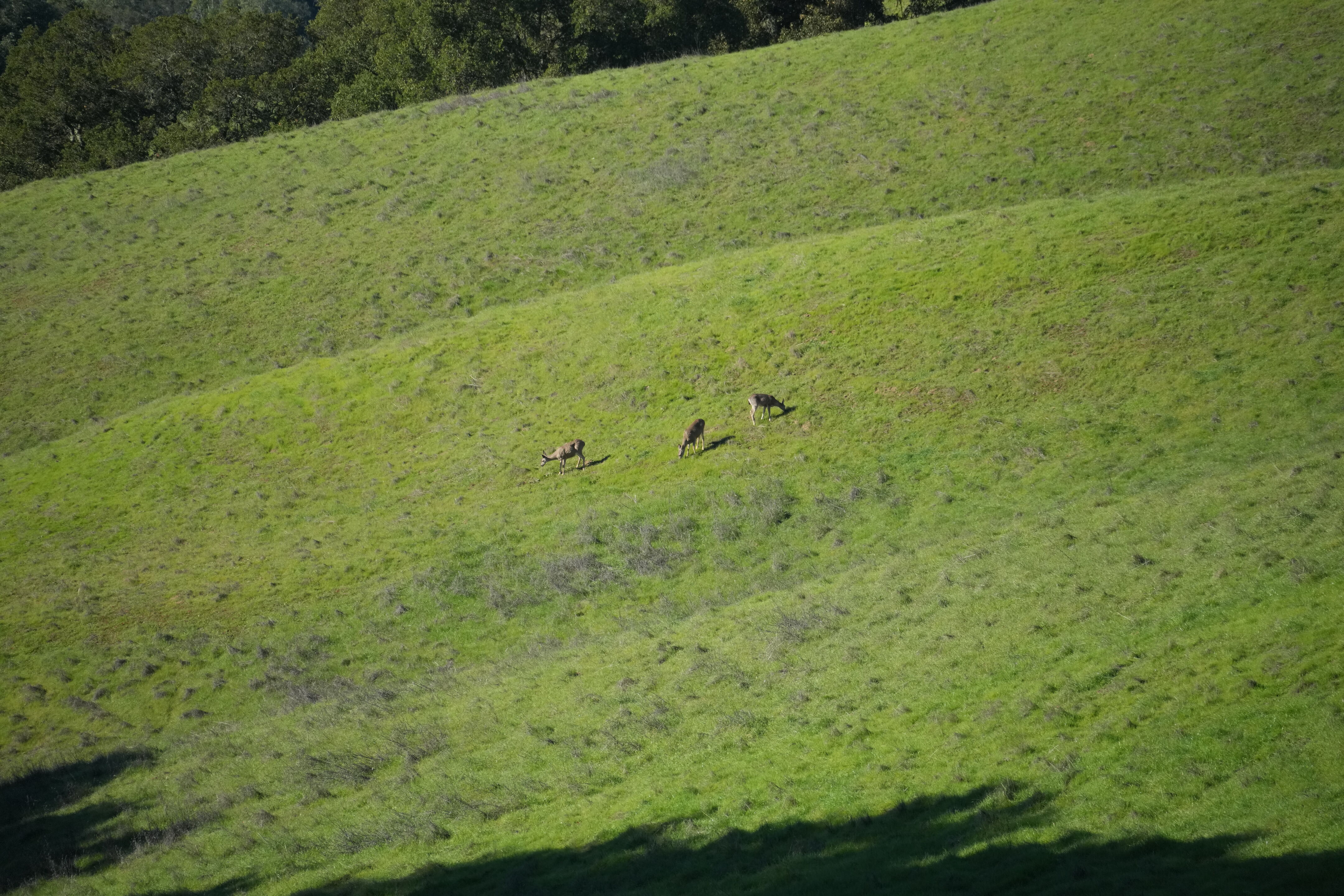 Pleasanton Ridge Regional Park
