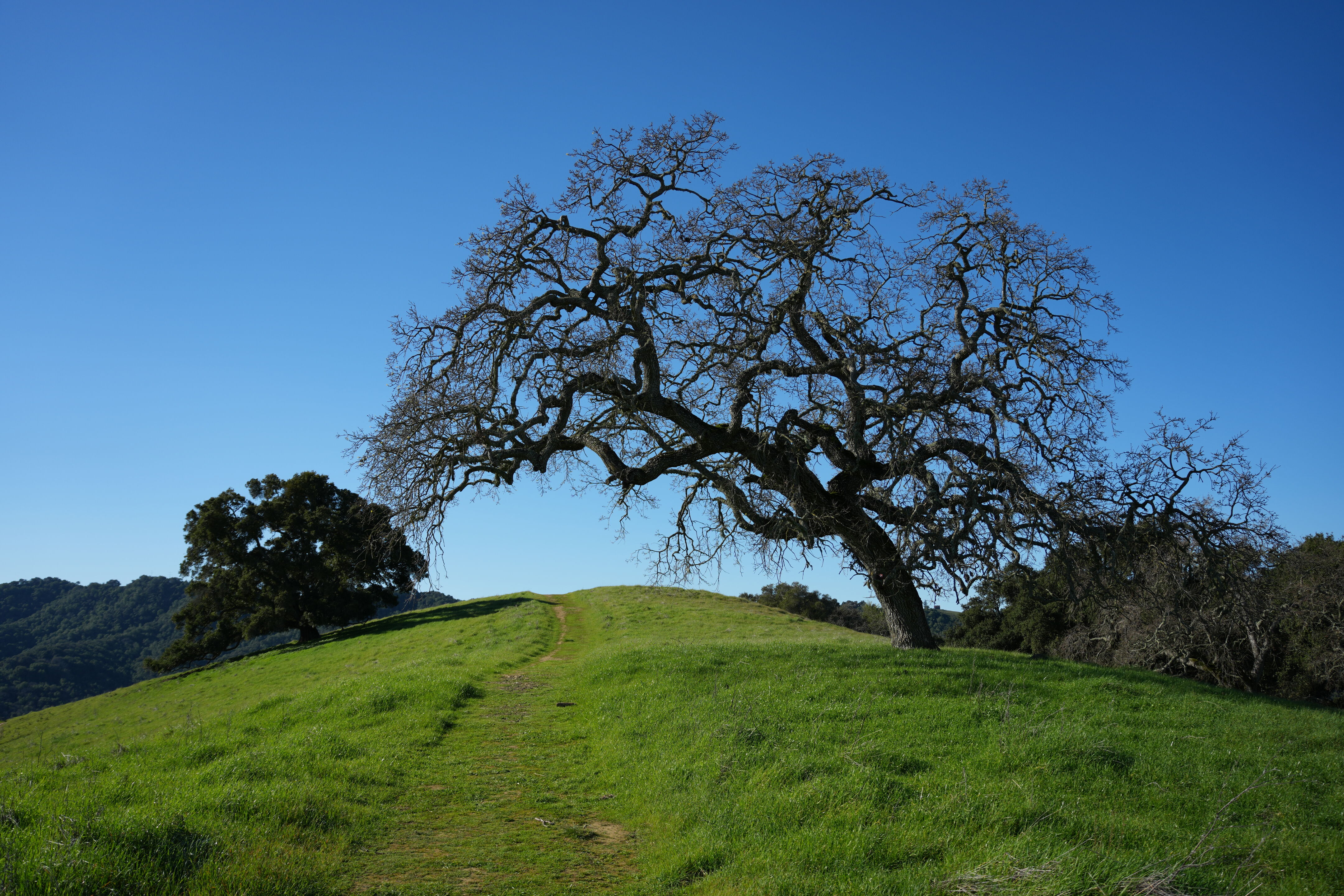 Pleasanton Ridge Regional Park