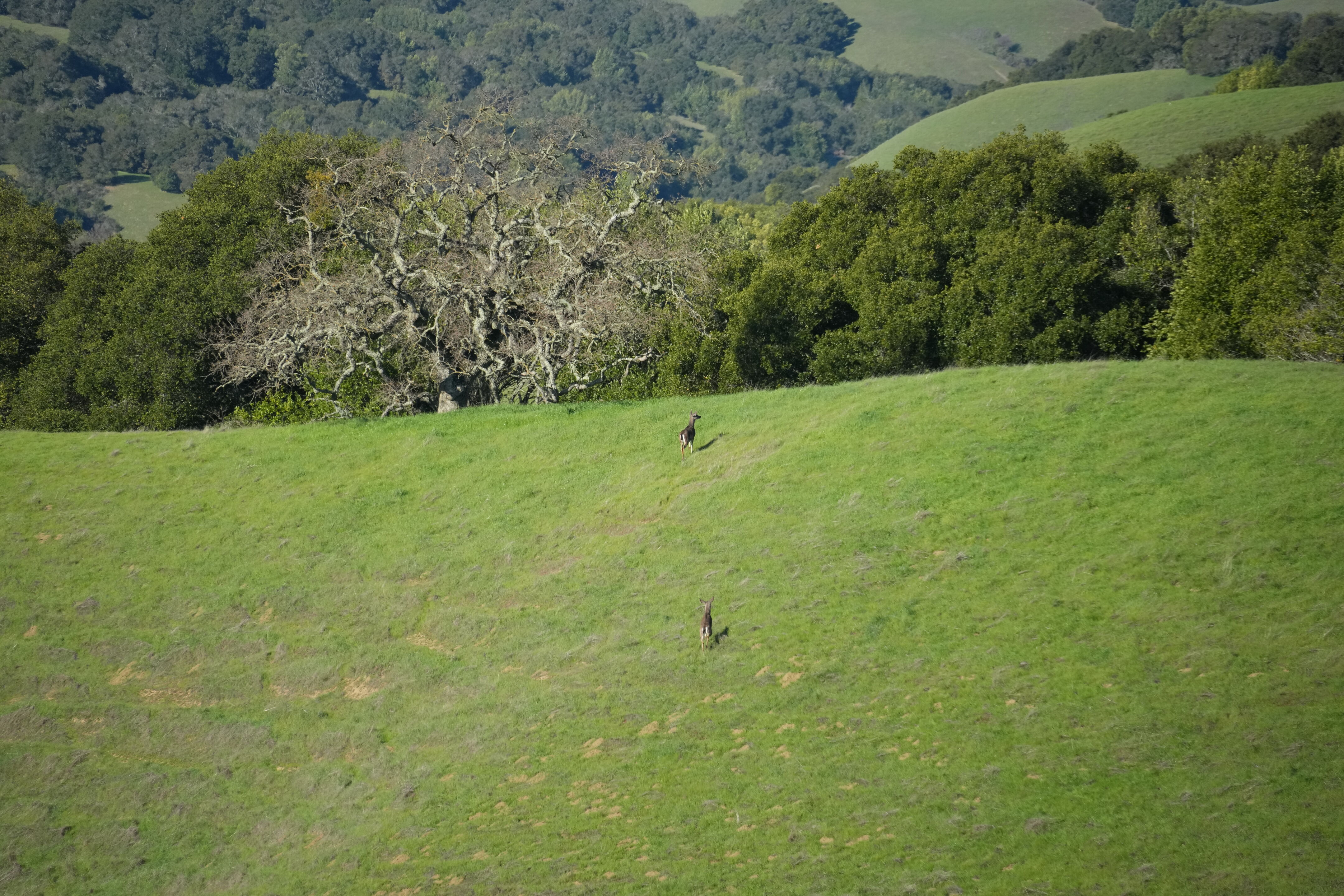 Pleasanton Ridge Regional Park