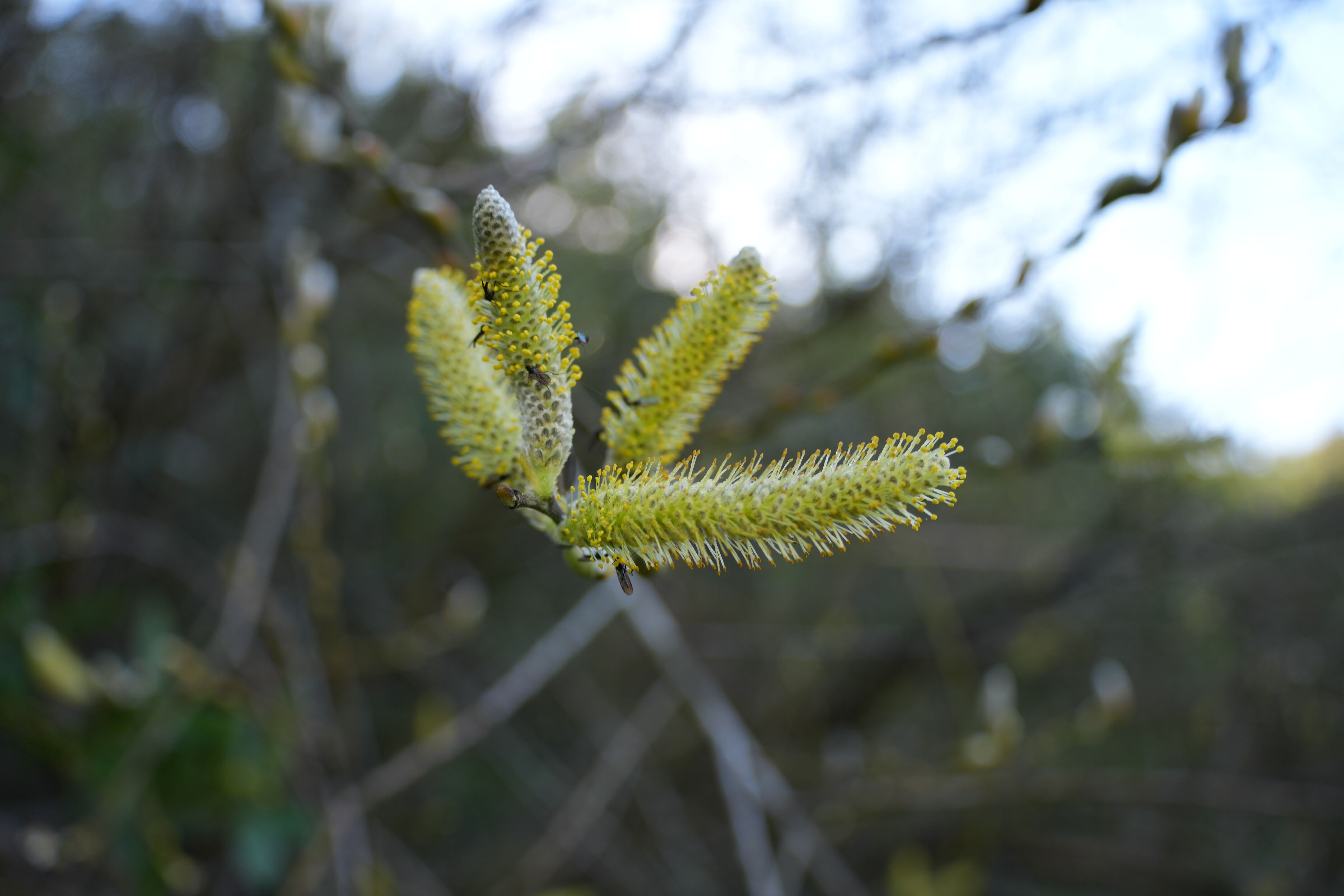 Pleasanton Ridge Regional Park
