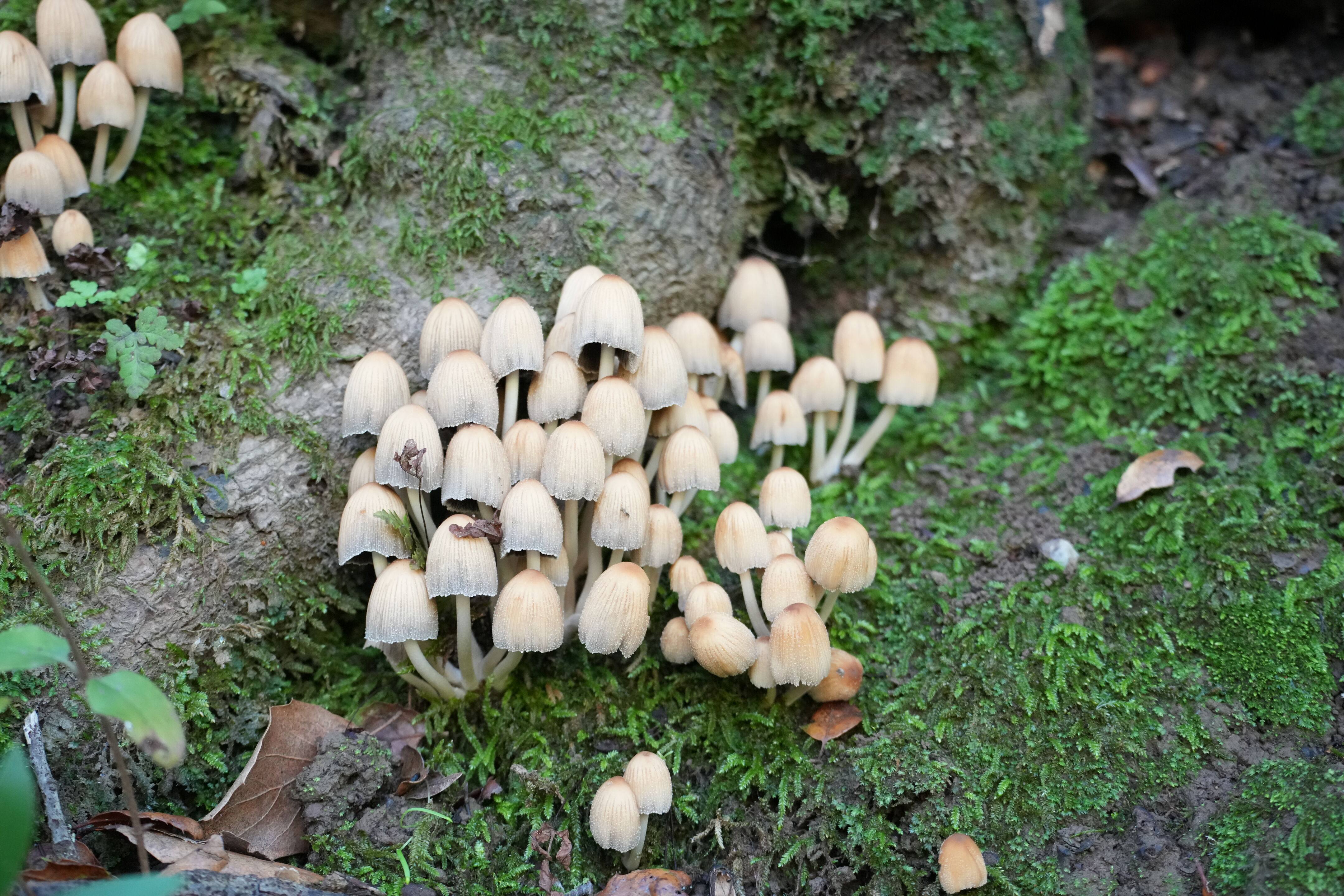 Pleasanton Ridge Regional Park