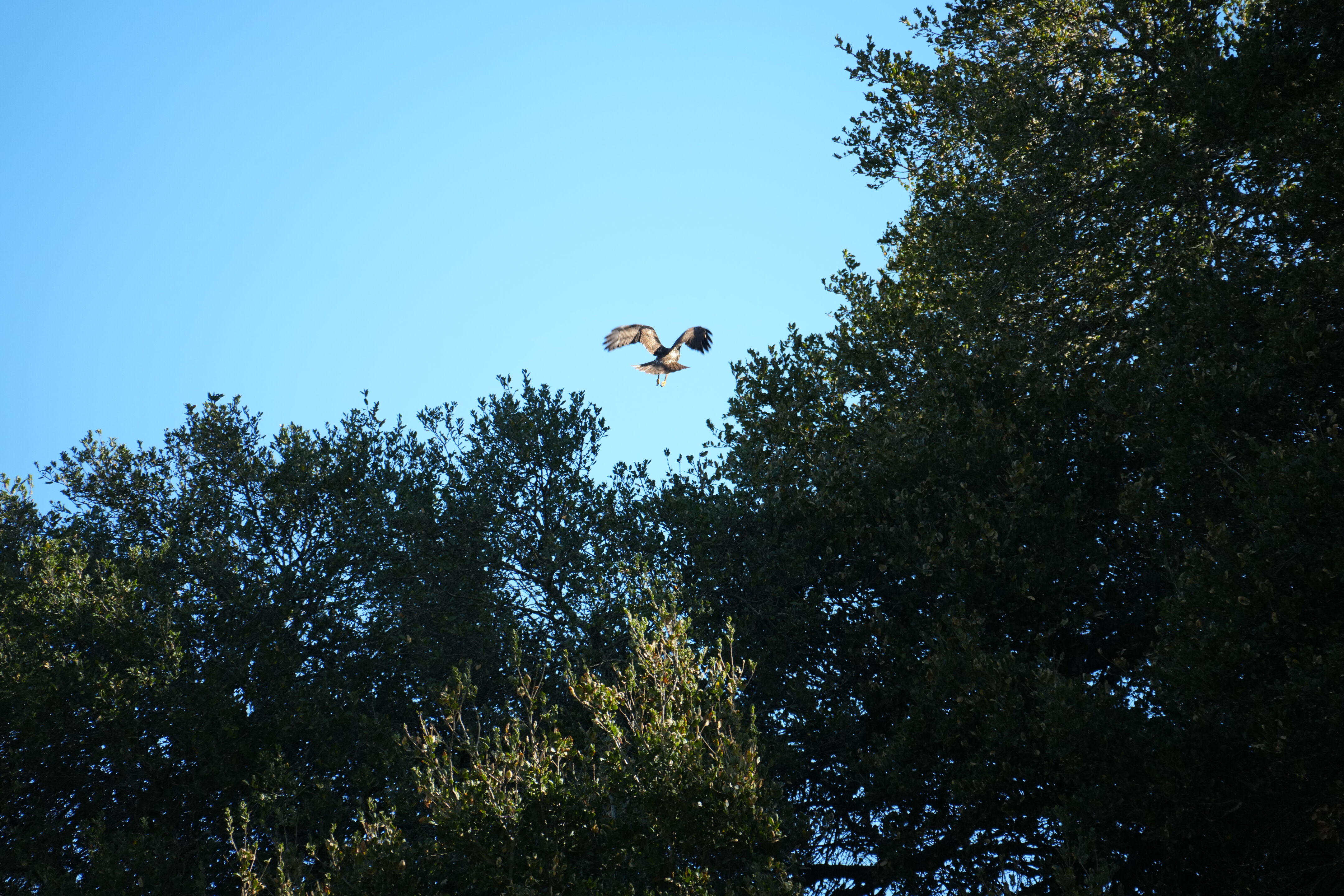 Pleasanton Ridge Regional Park