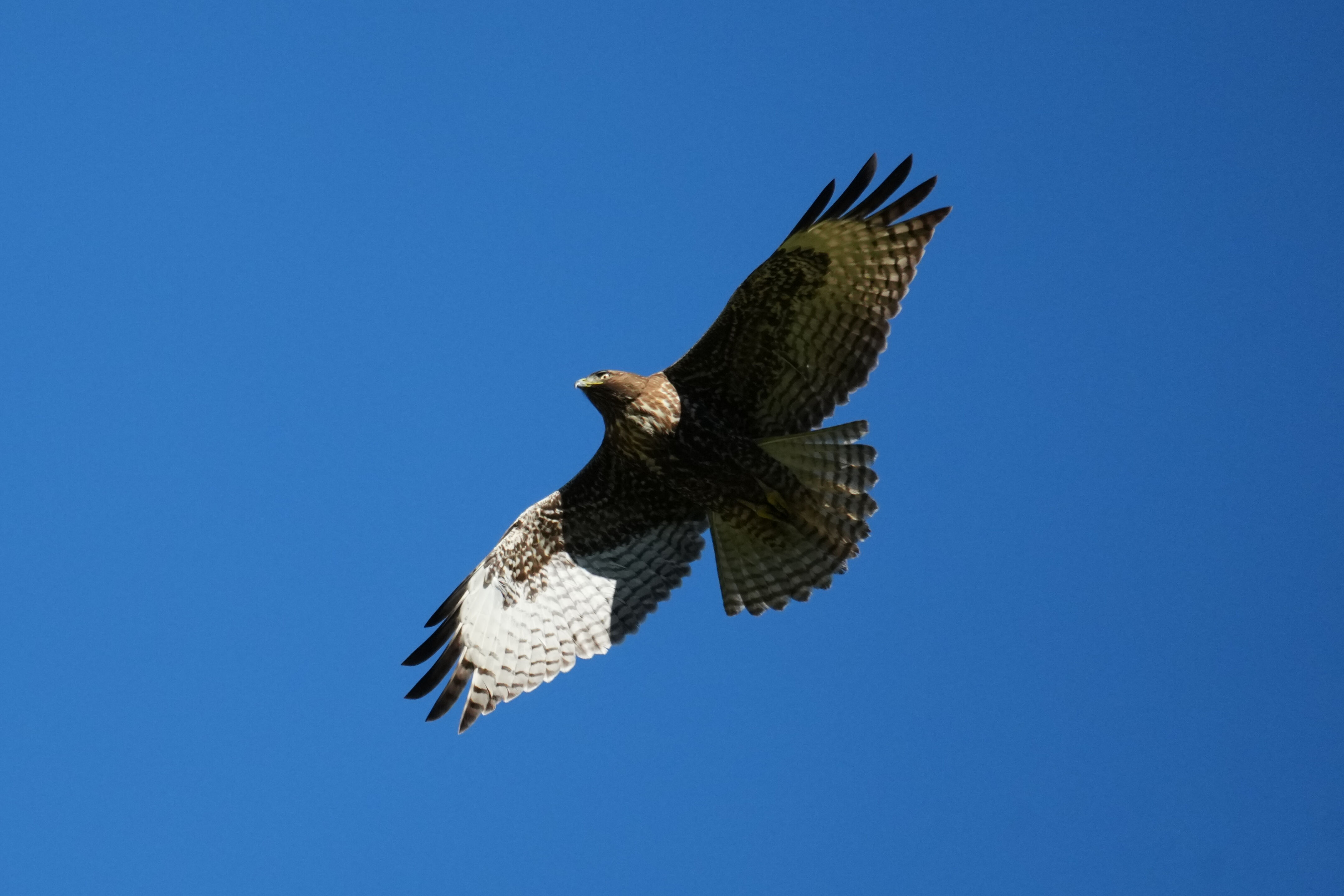 Pleasanton Ridge Regional Park