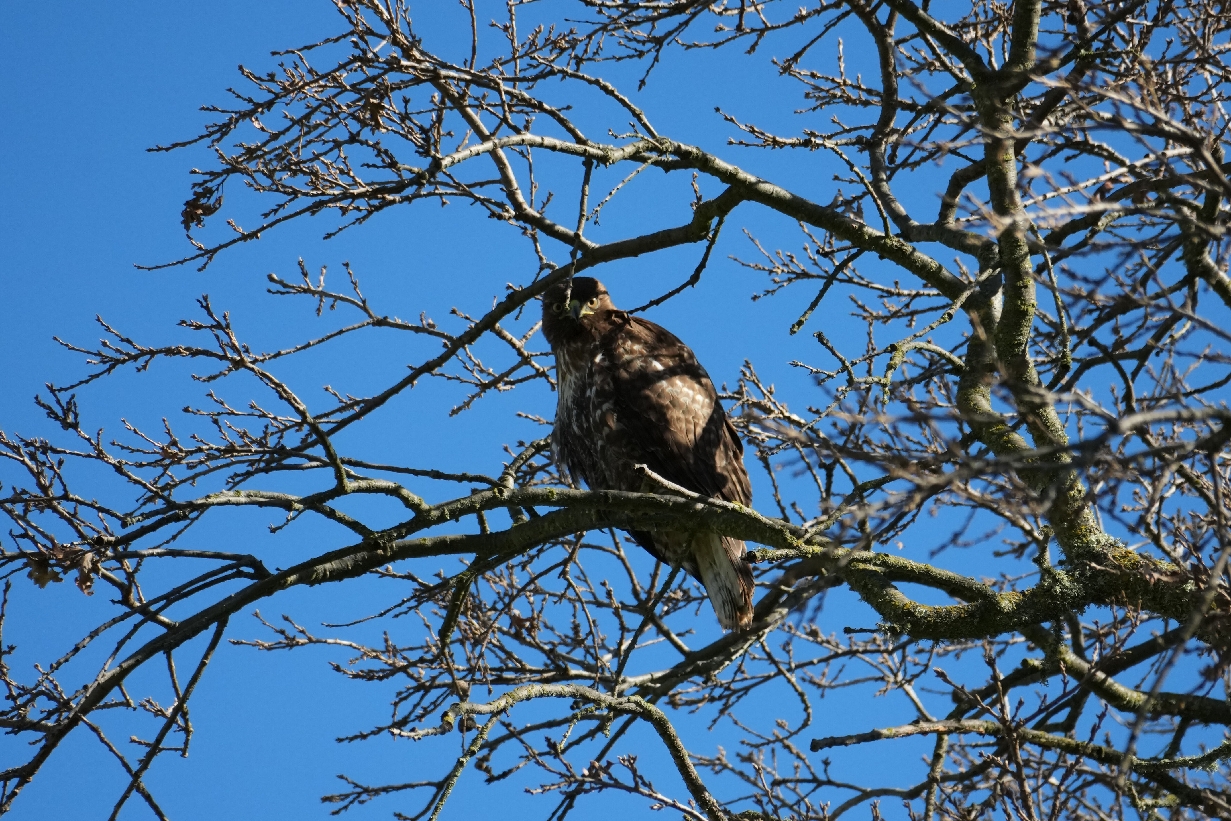 Pleasanton Ridge Regional Park
