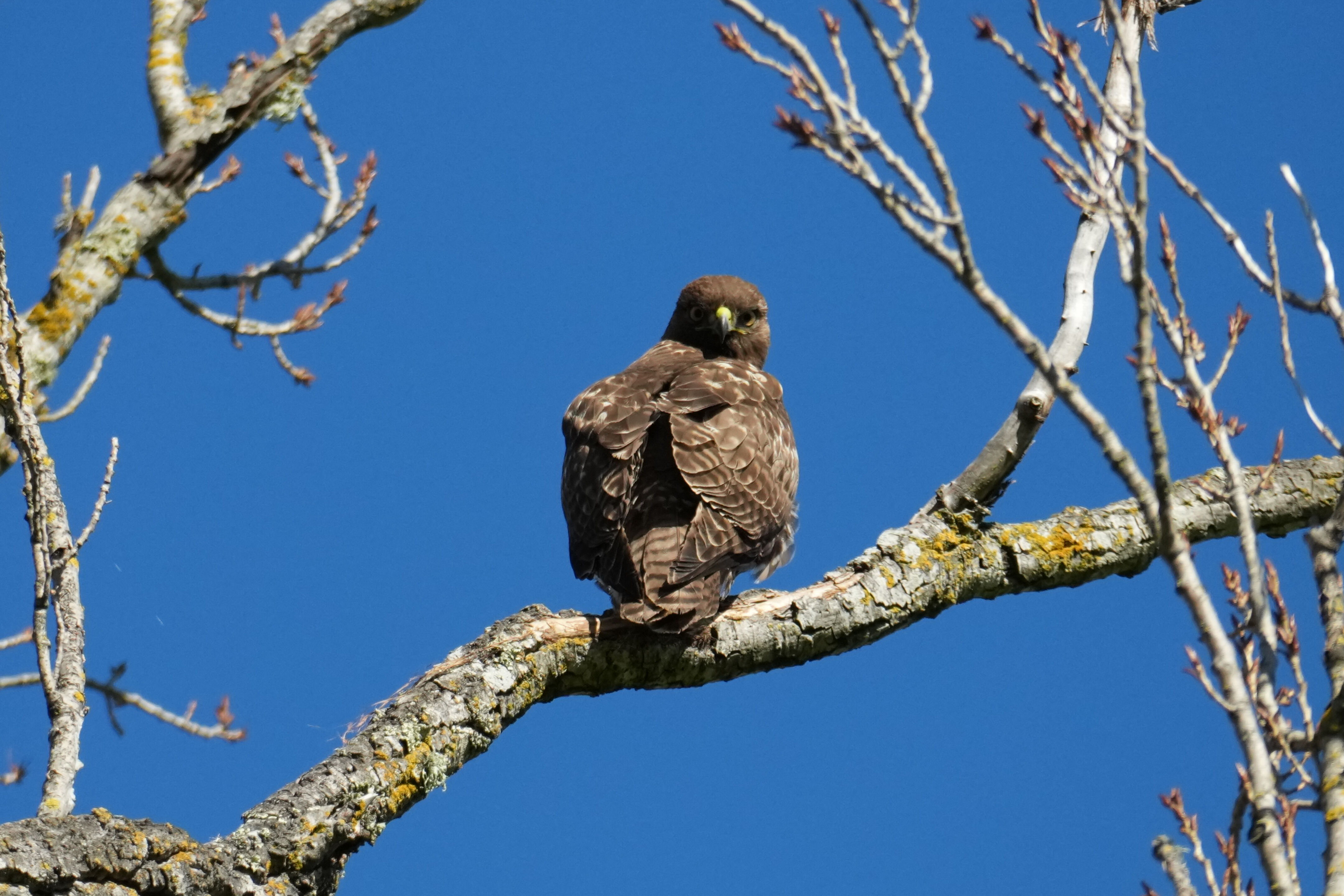 Pleasanton Ridge Regional Park