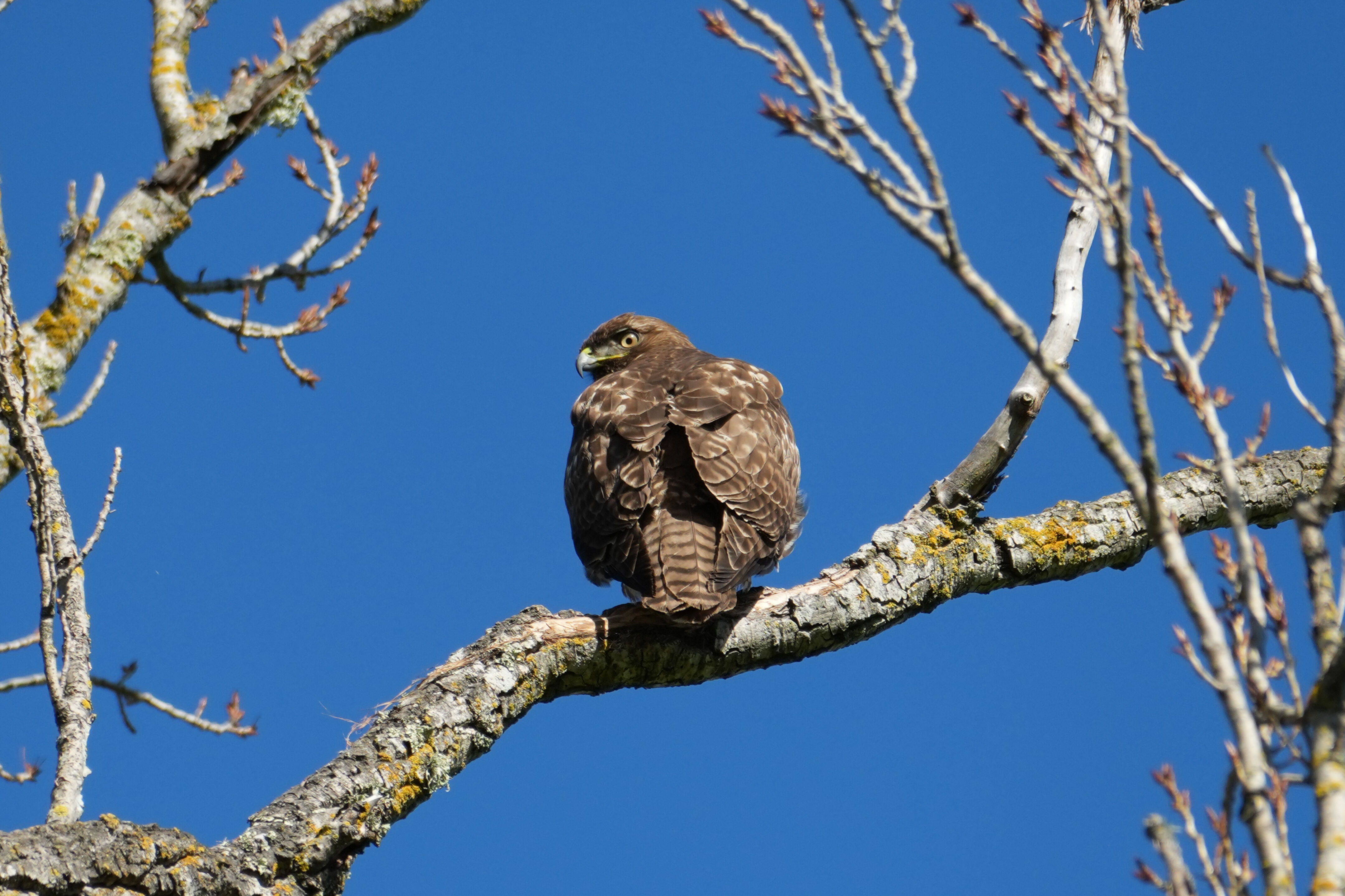 Pleasanton Ridge Regional Park