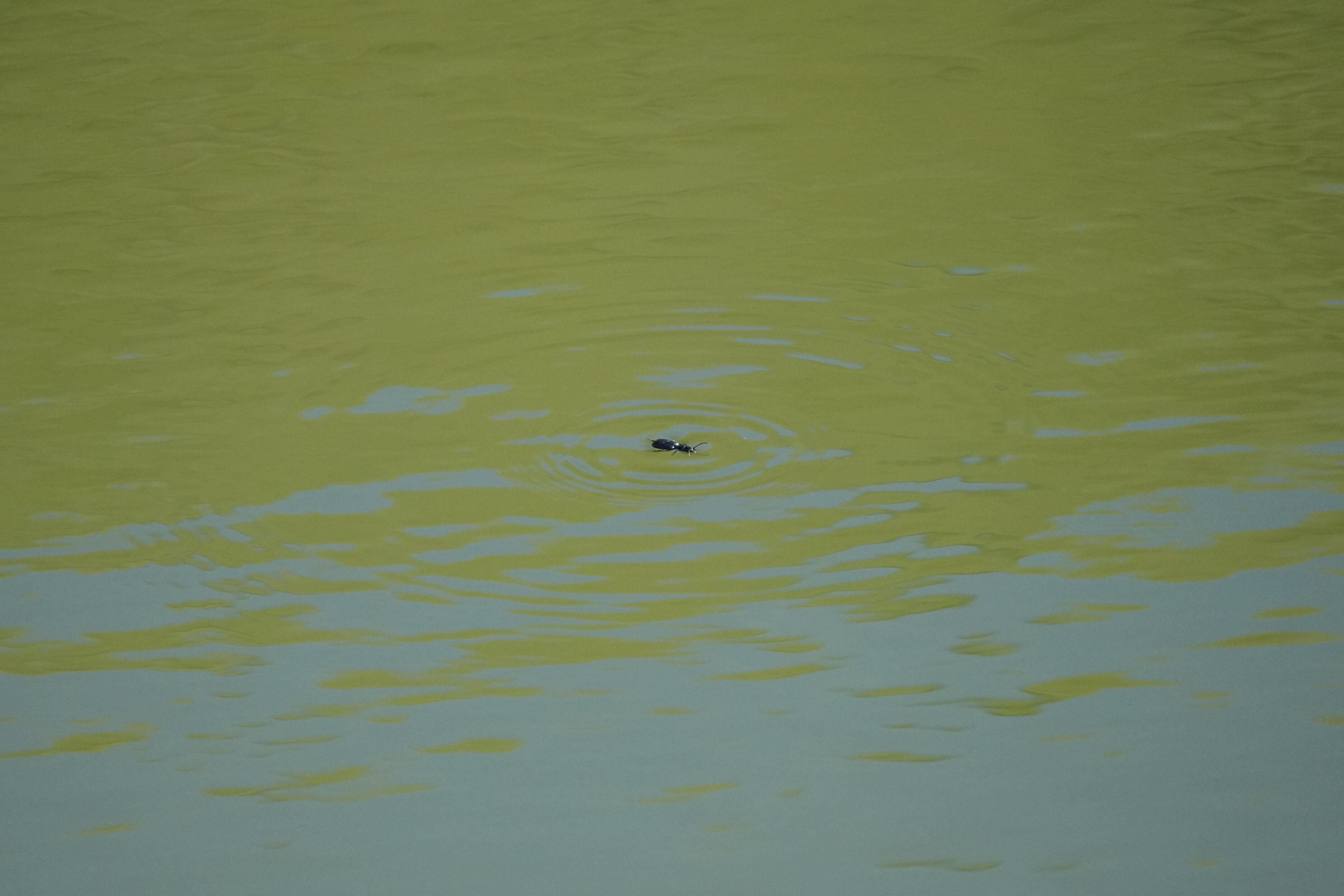 Pleasanton Ridge Regional Park