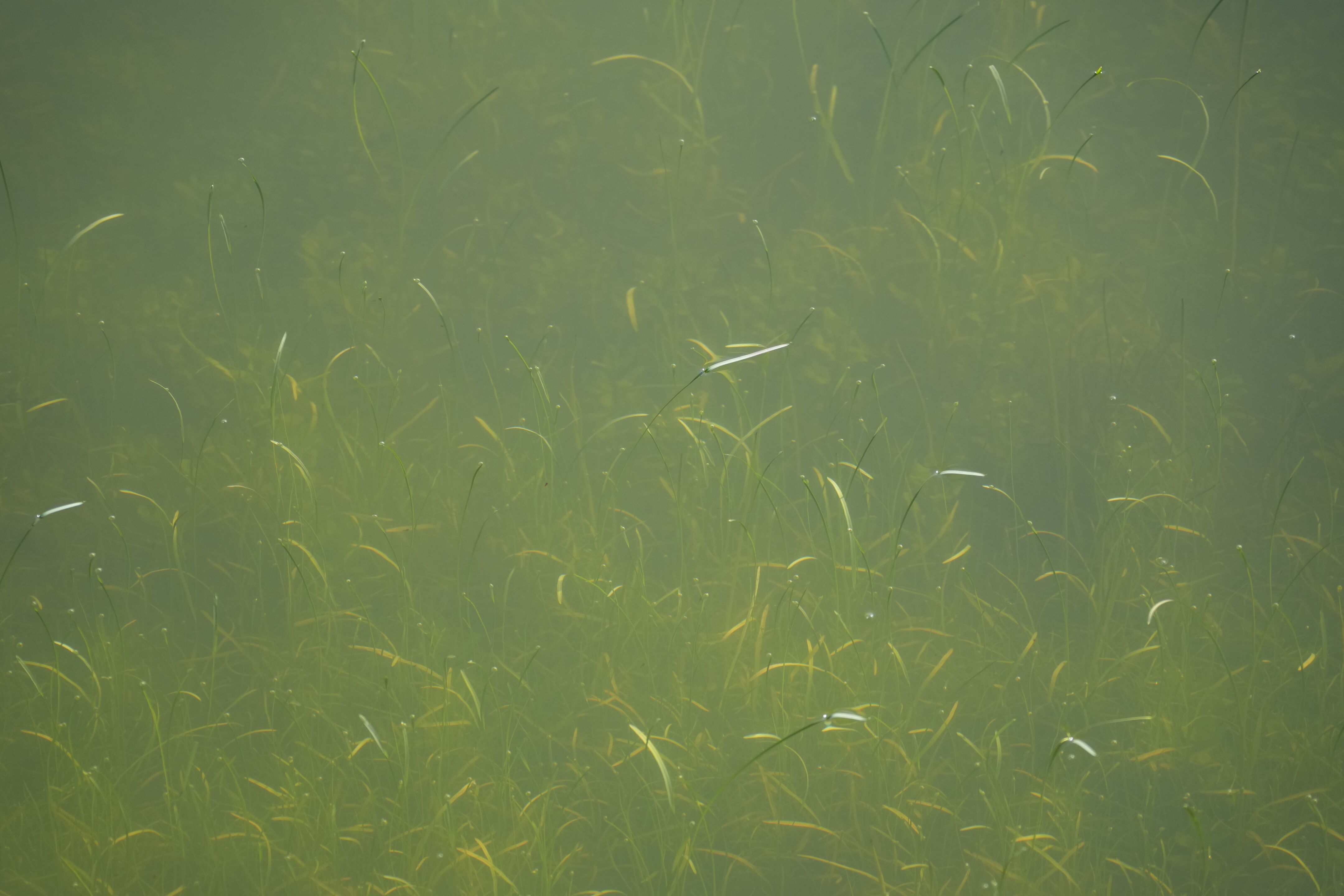 Pleasanton Ridge Regional Park