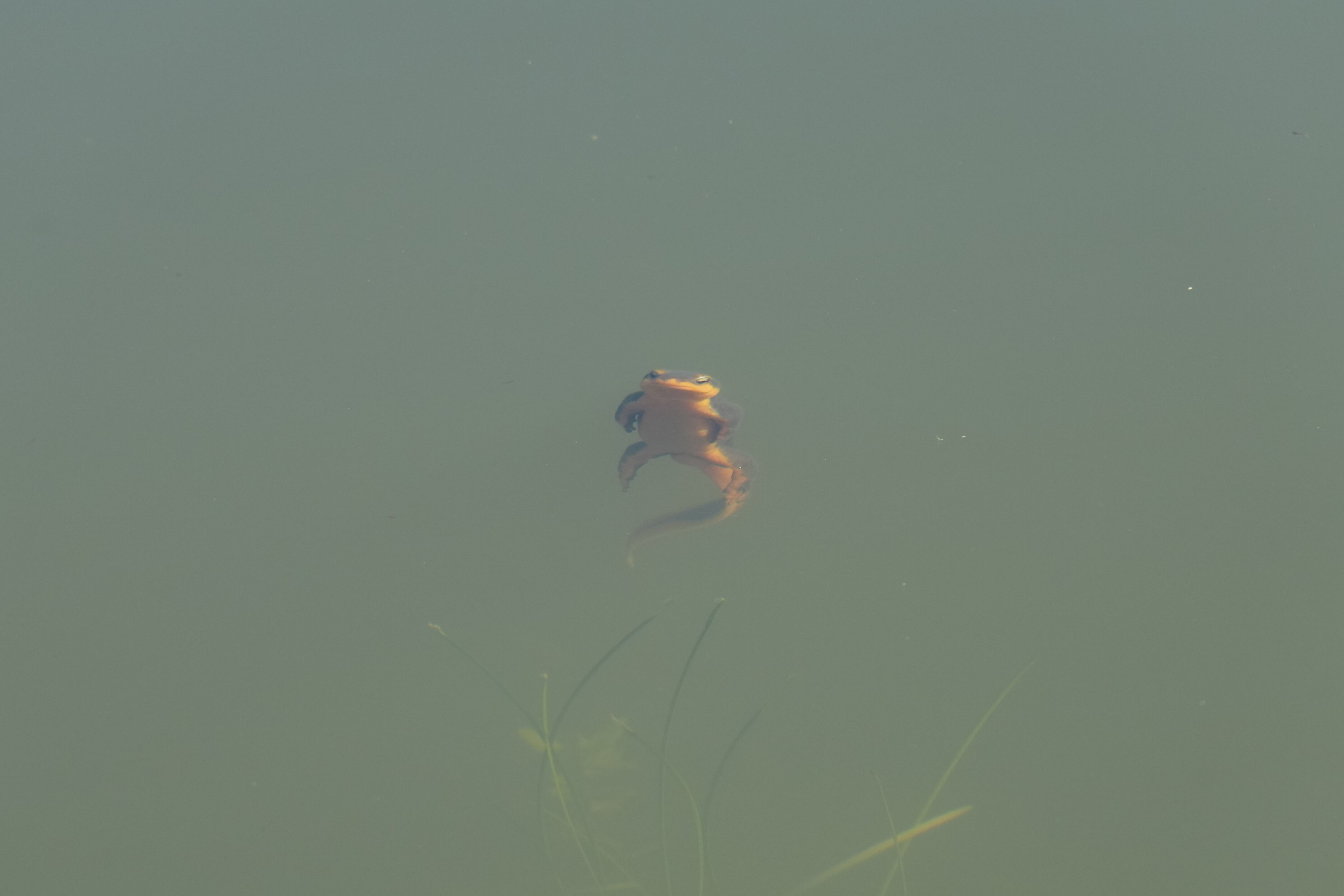 Pleasanton Ridge Regional Park