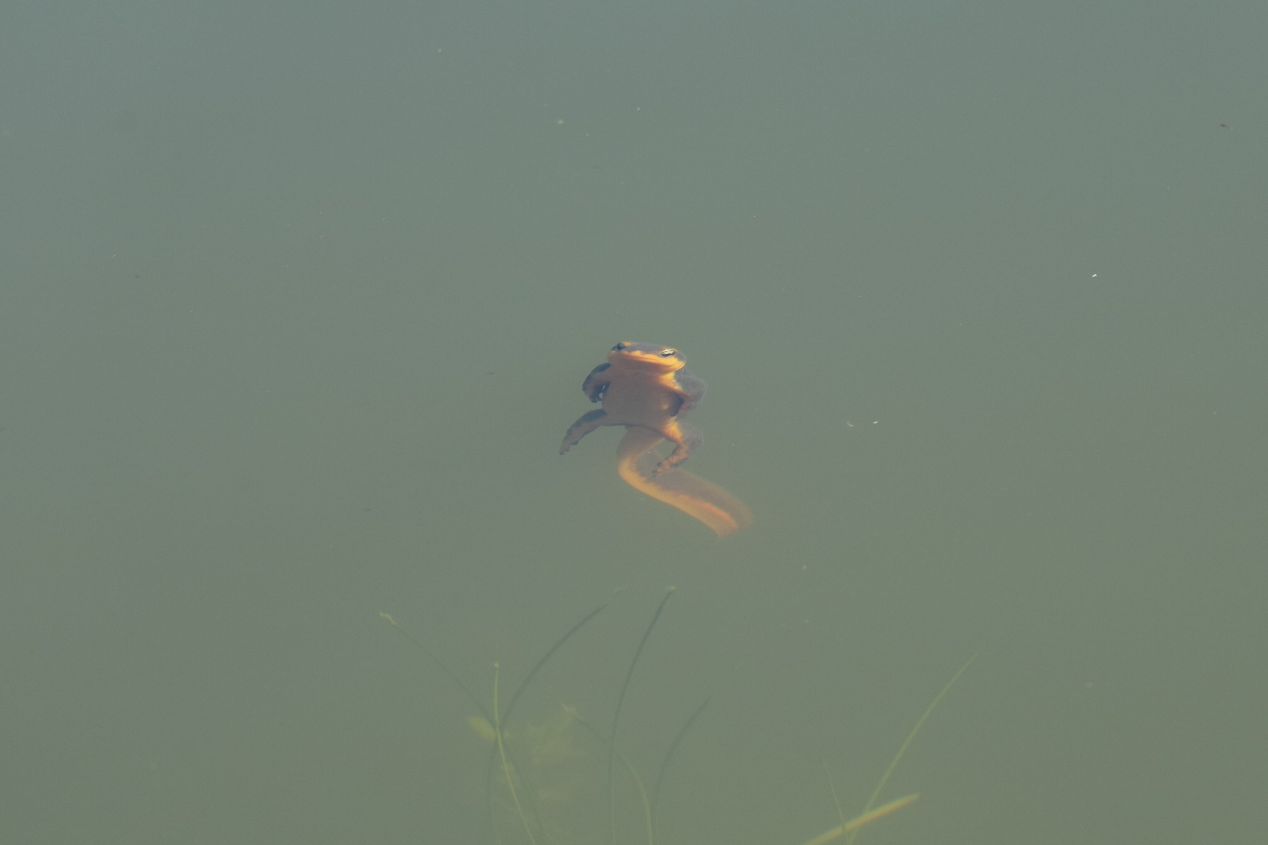 Pleasanton Ridge Regional Park