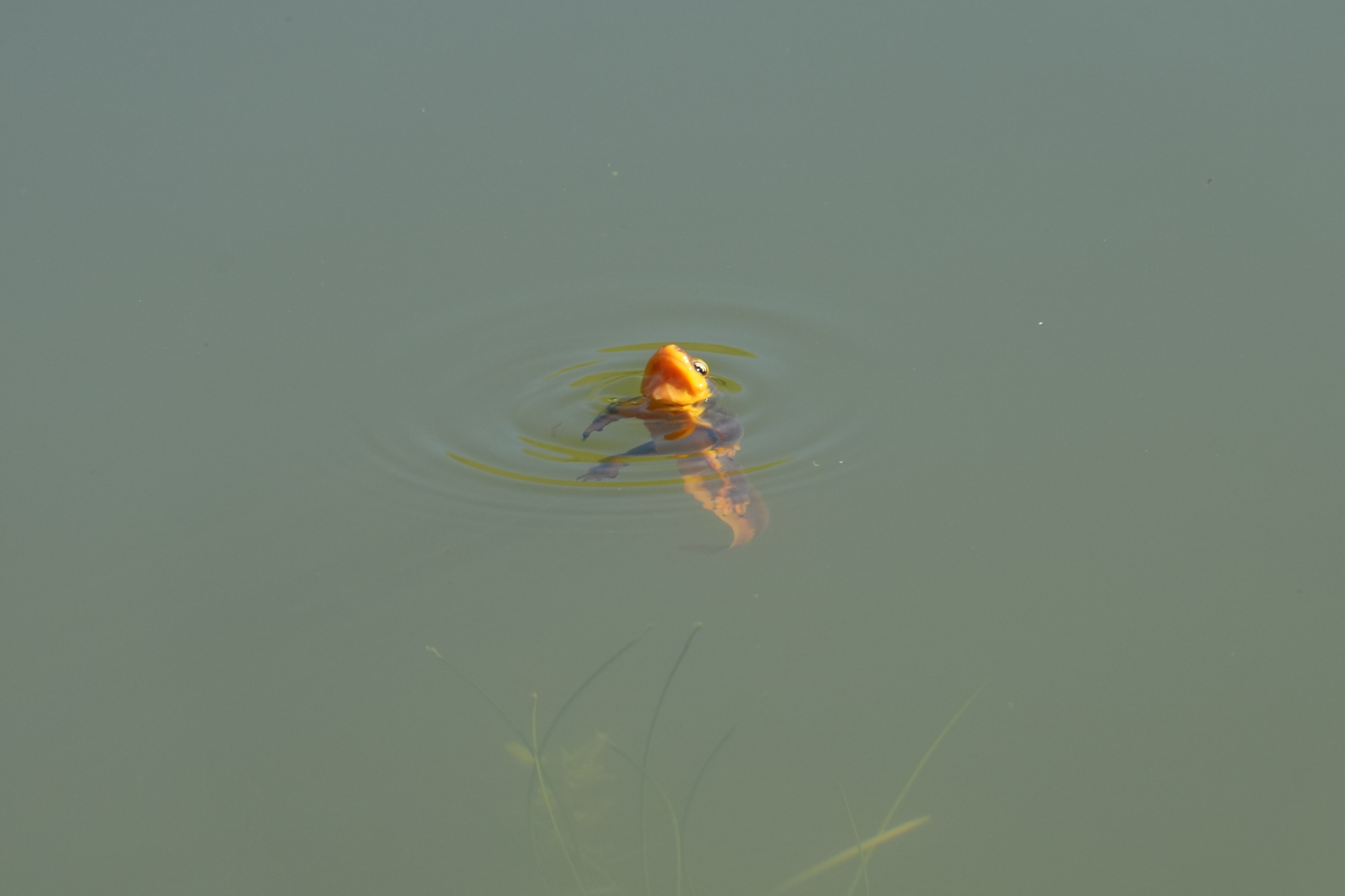 Pleasanton Ridge Regional Park