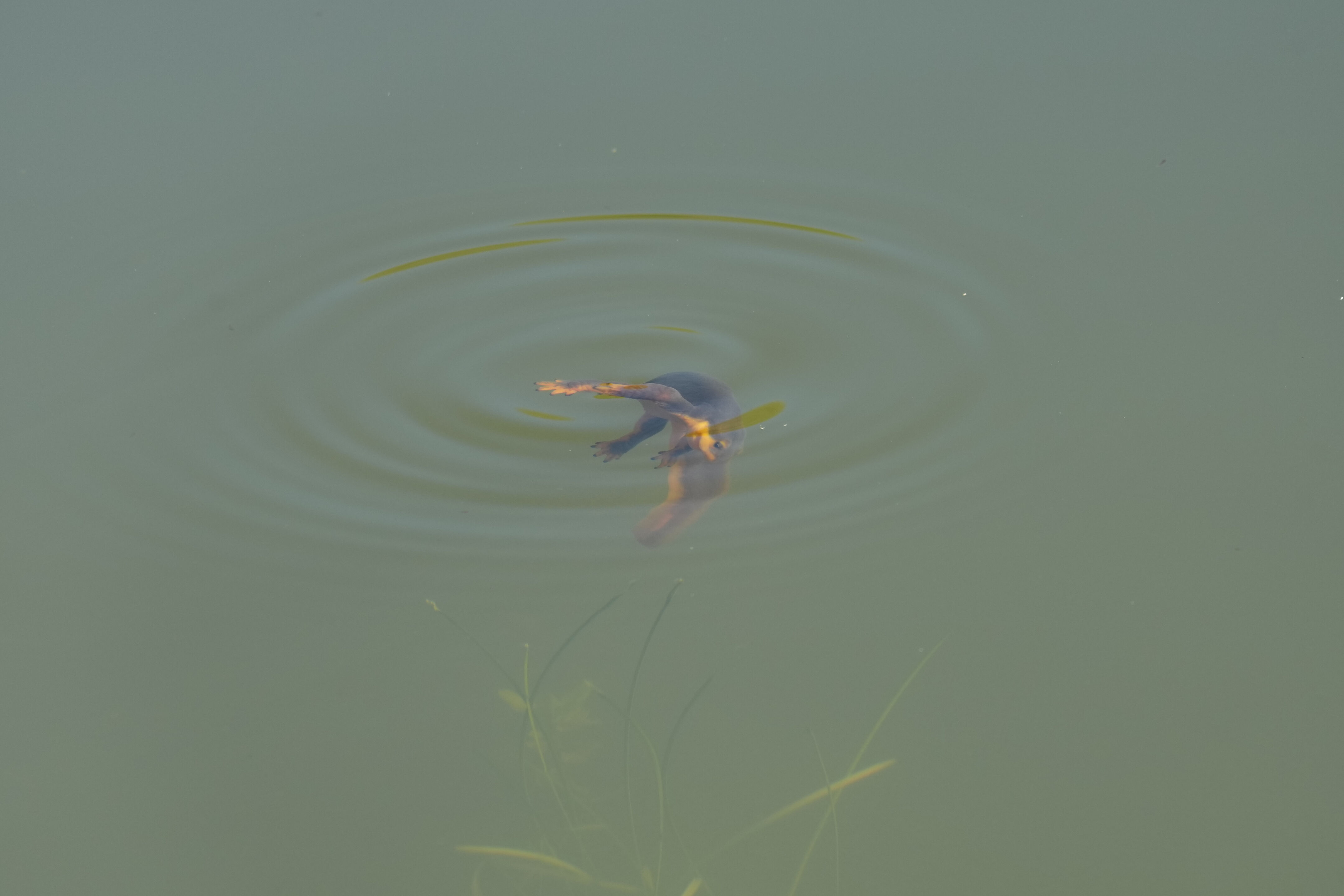 Pleasanton Ridge Regional Park