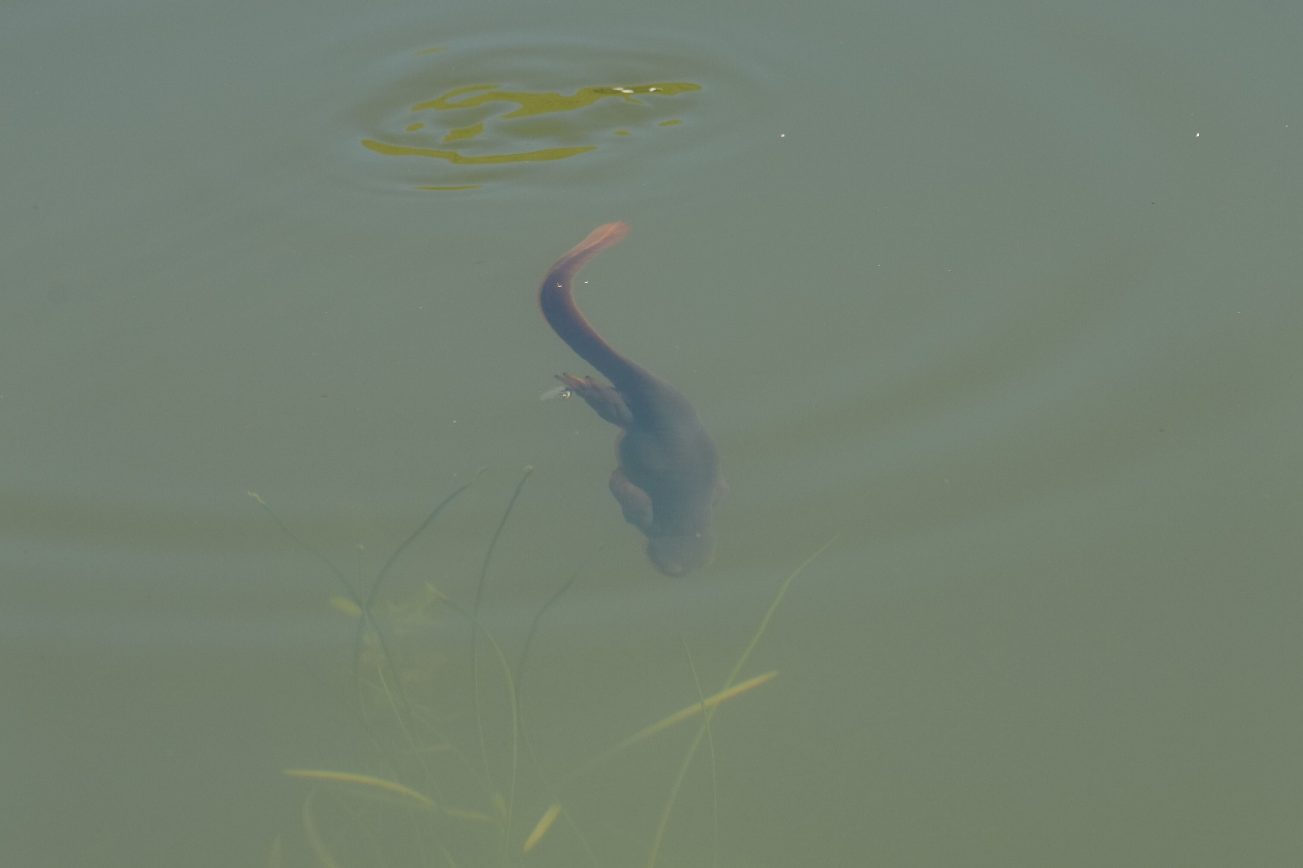 Pleasanton Ridge Regional Park