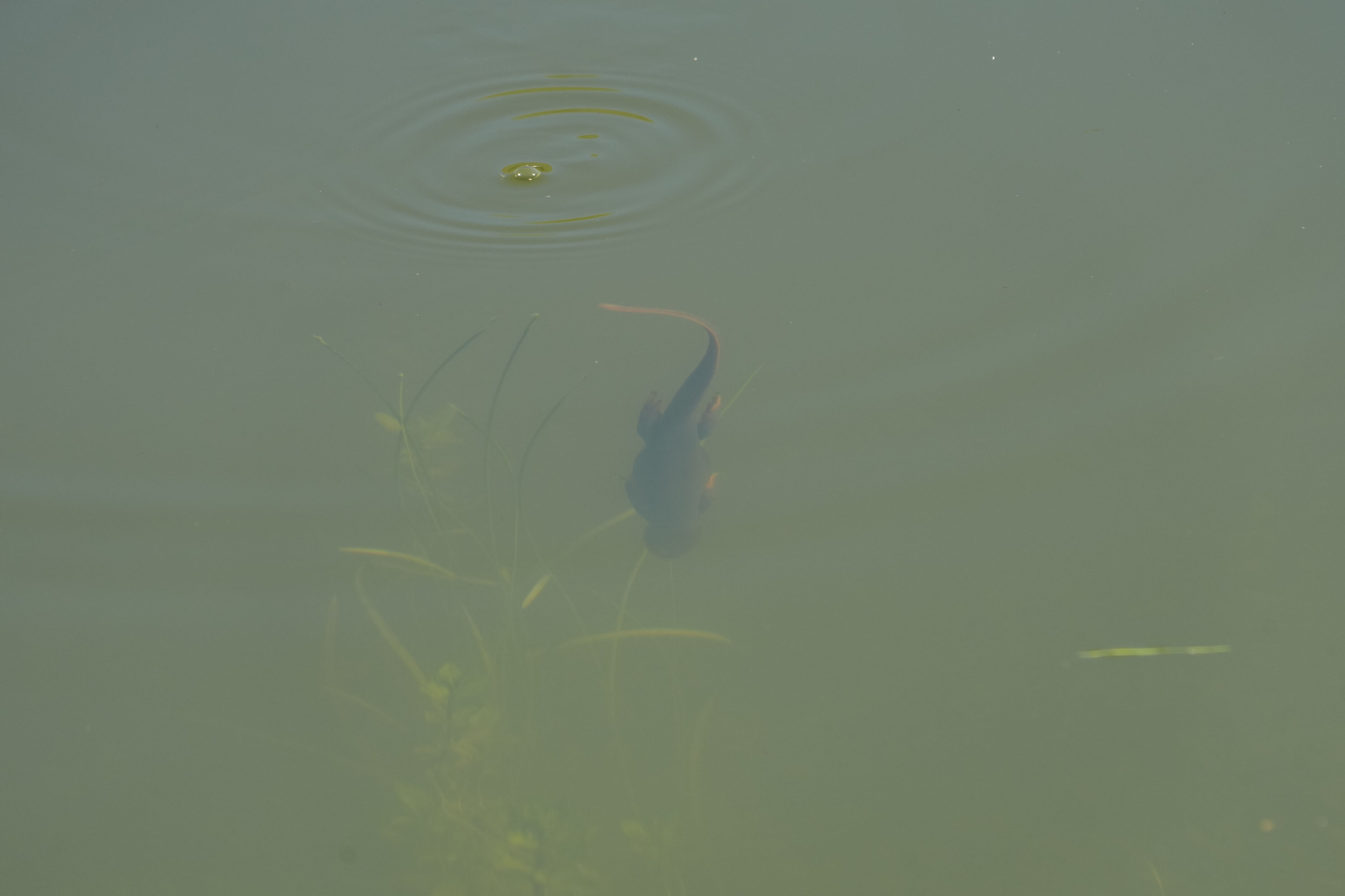 Pleasanton Ridge Regional Park