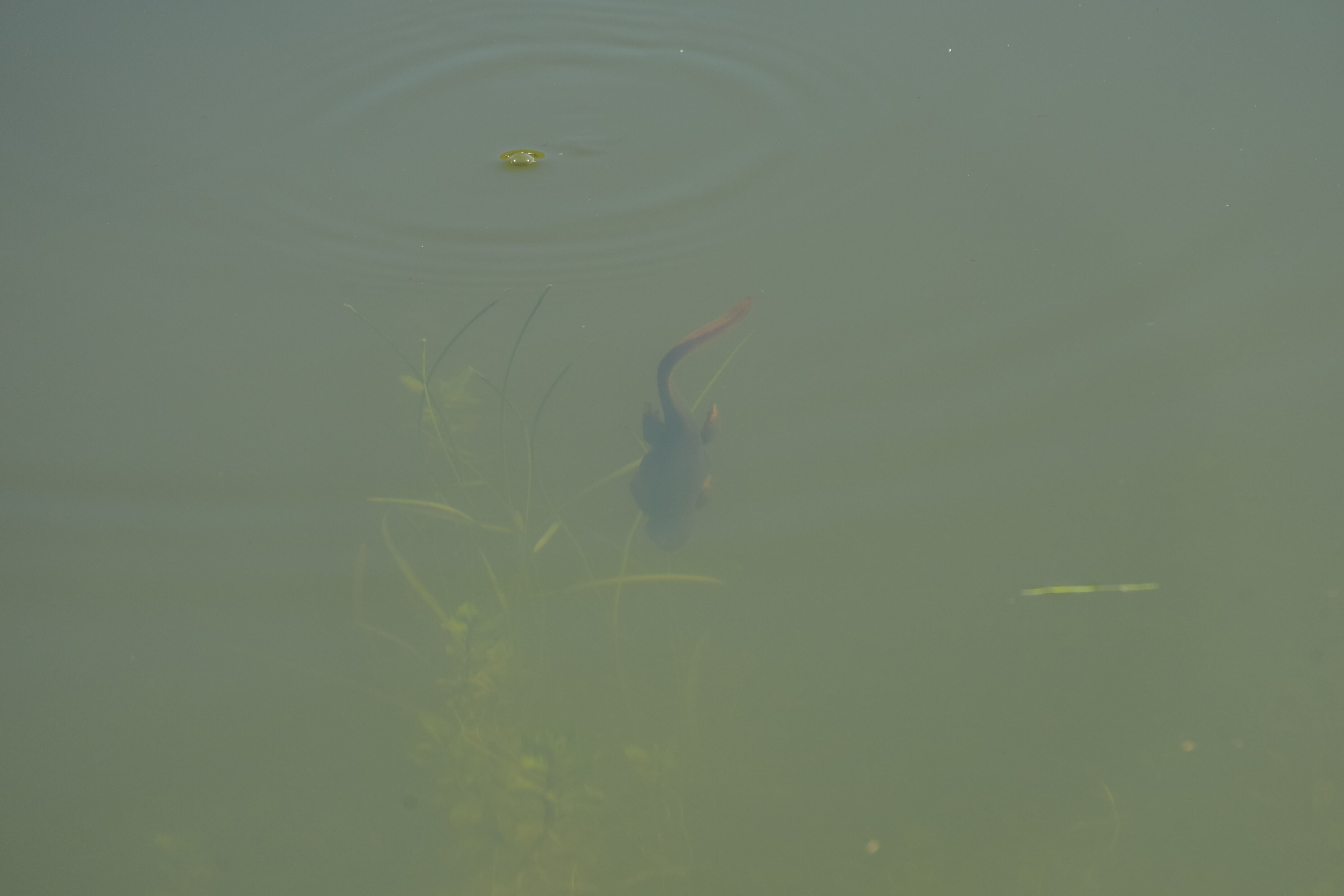 Pleasanton Ridge Regional Park