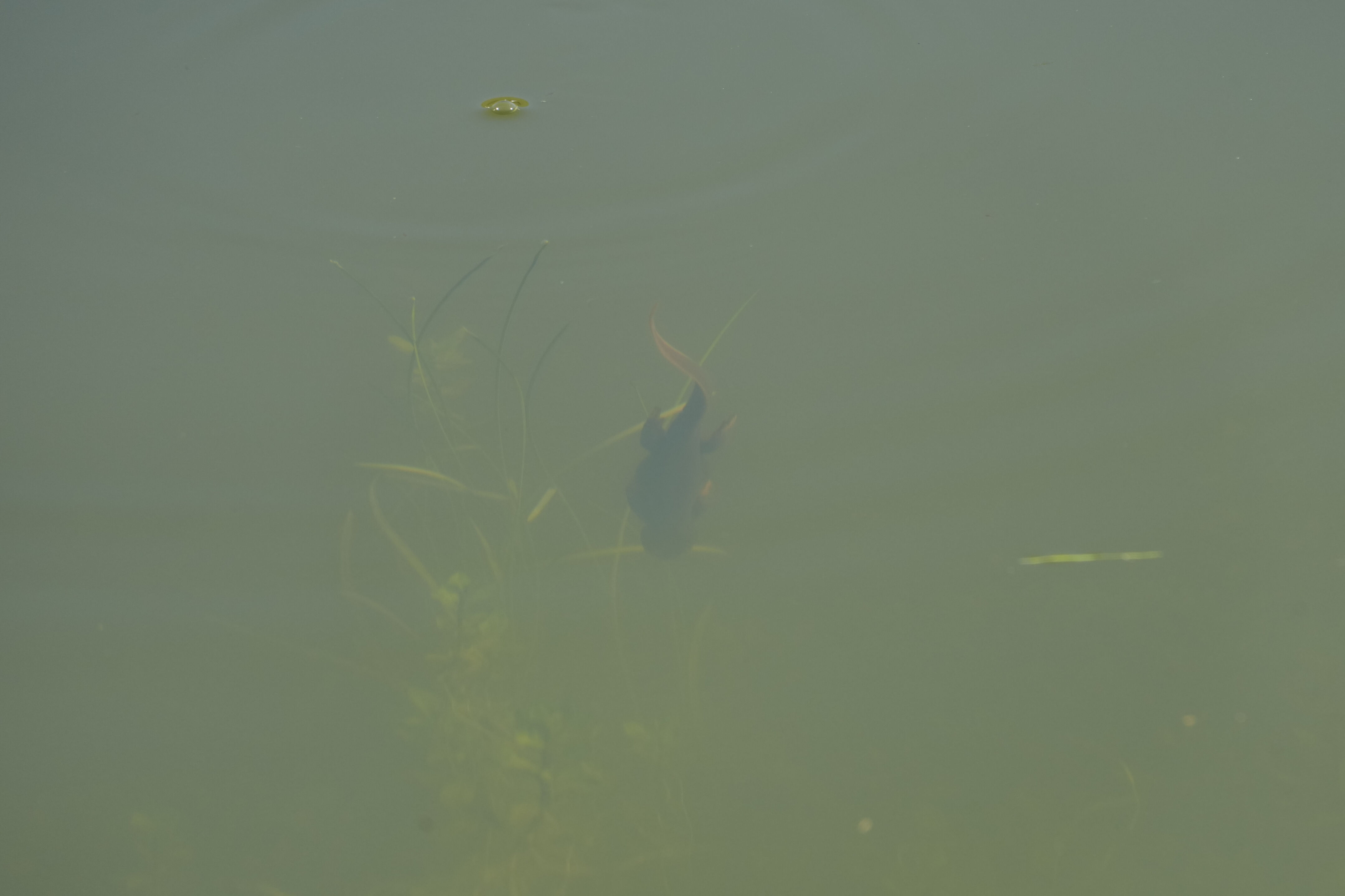 Pleasanton Ridge Regional Park