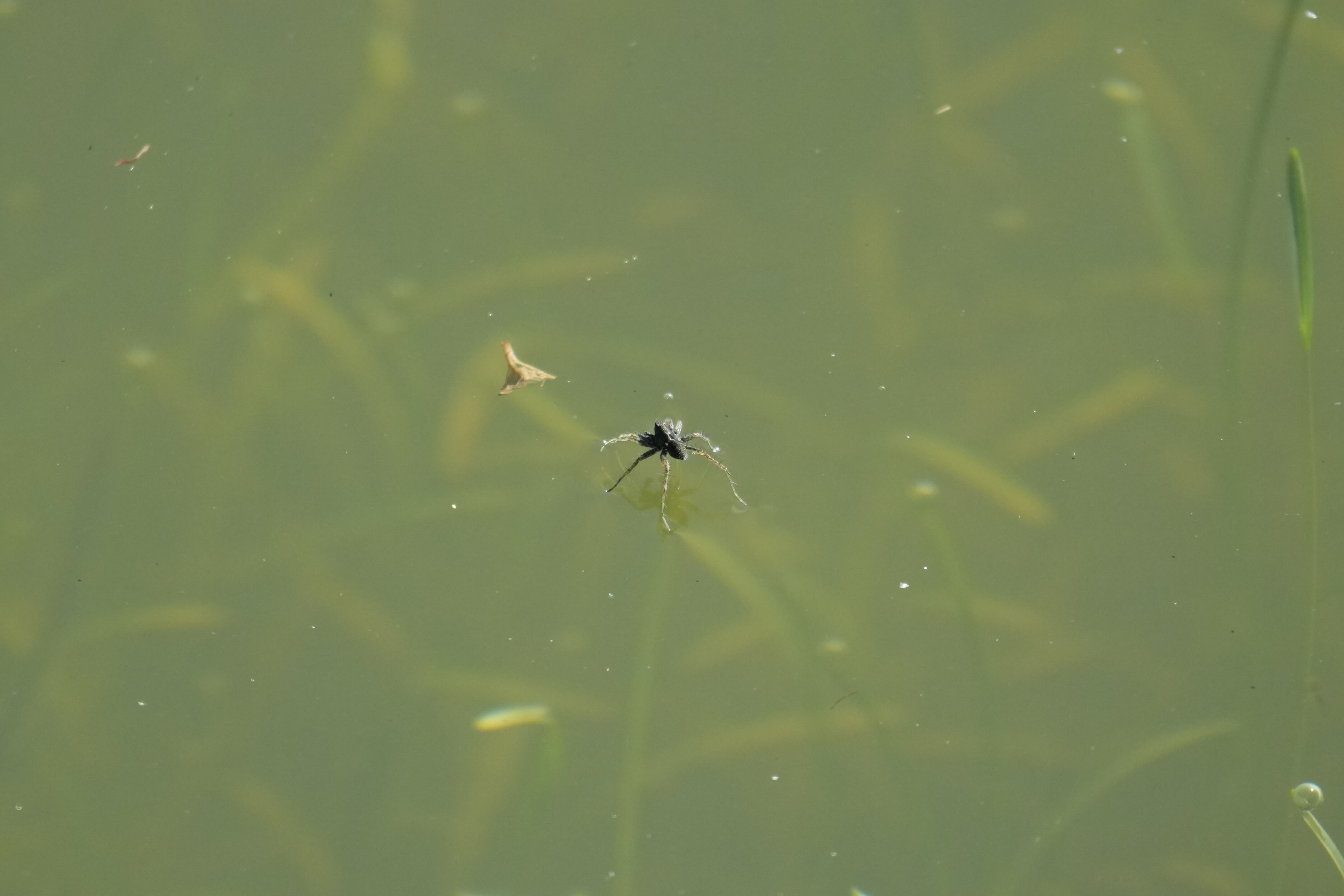 Pleasanton Ridge Regional Park