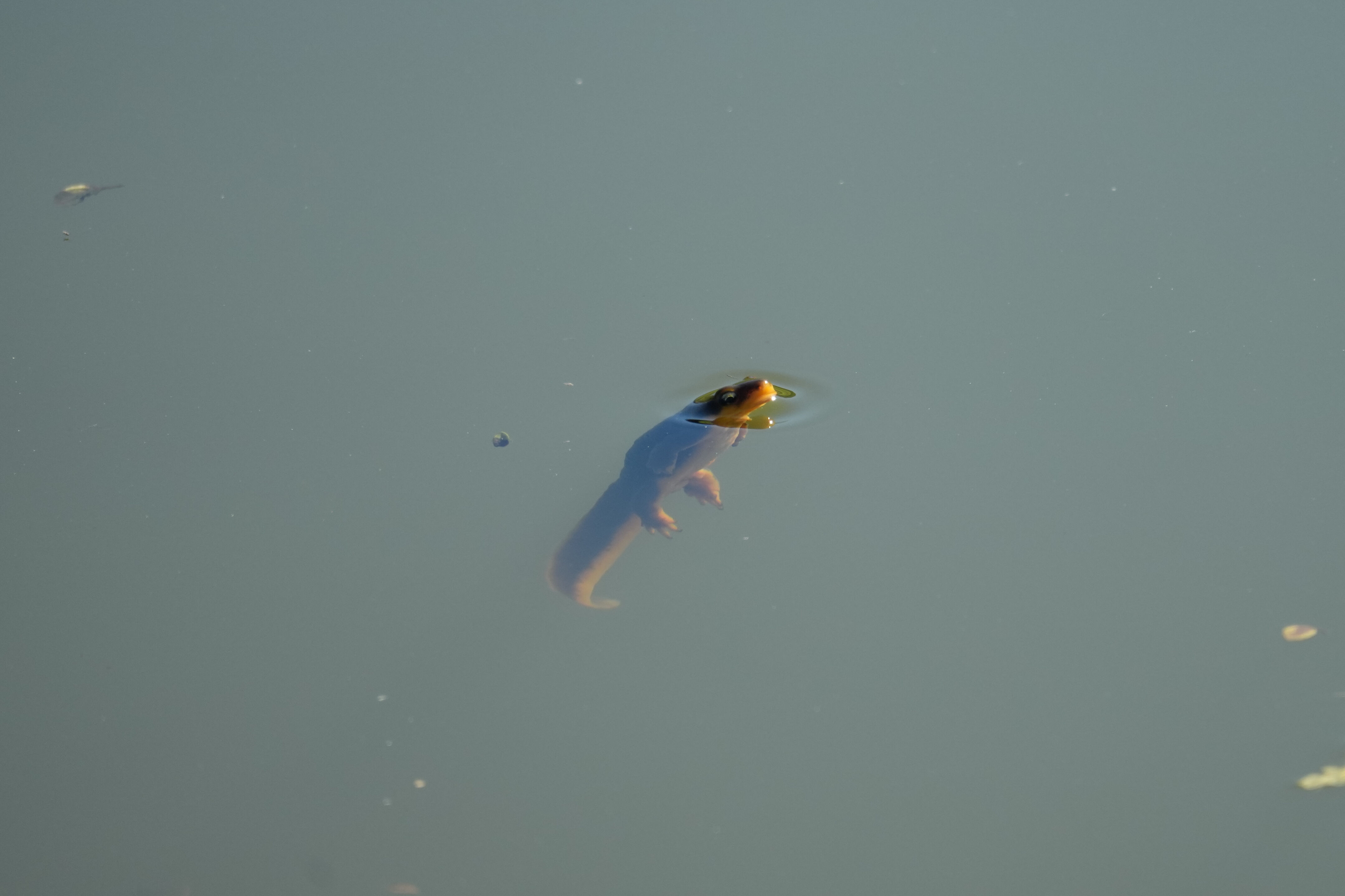 Pleasanton Ridge Regional Park