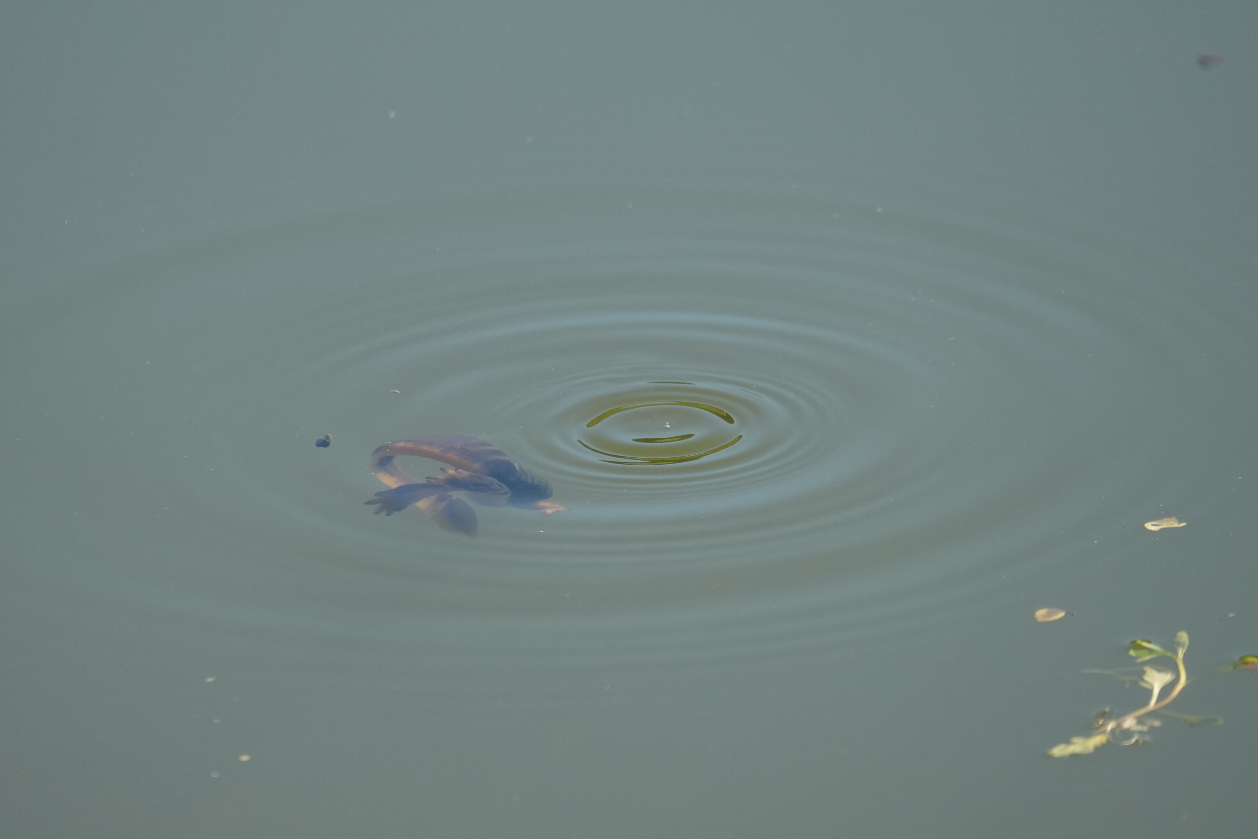 Pleasanton Ridge Regional Park